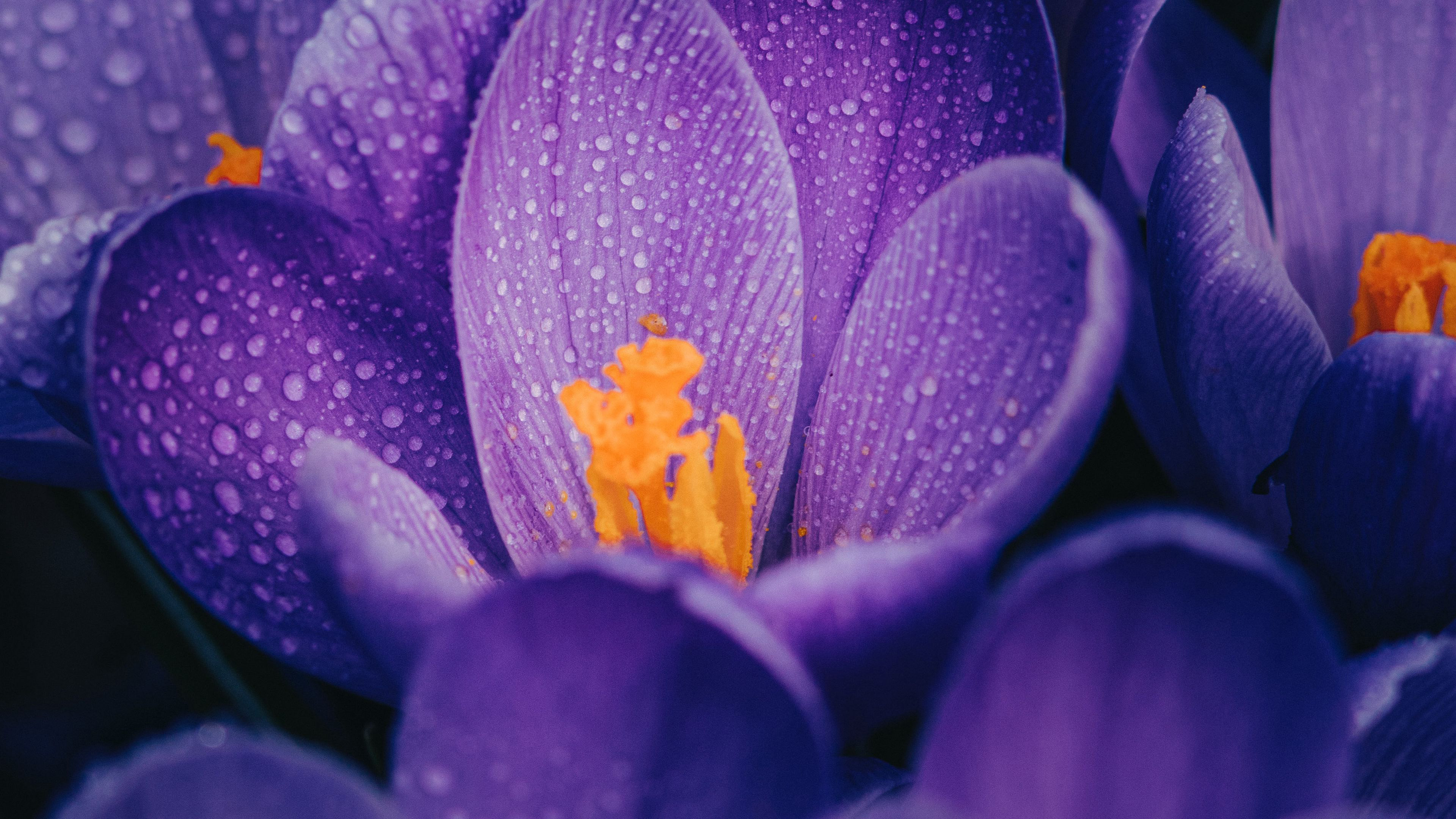HD desktop wallpaper: Flowers, Flower, Macro, Earth, Purple, Crocus, Water Drop download free picture