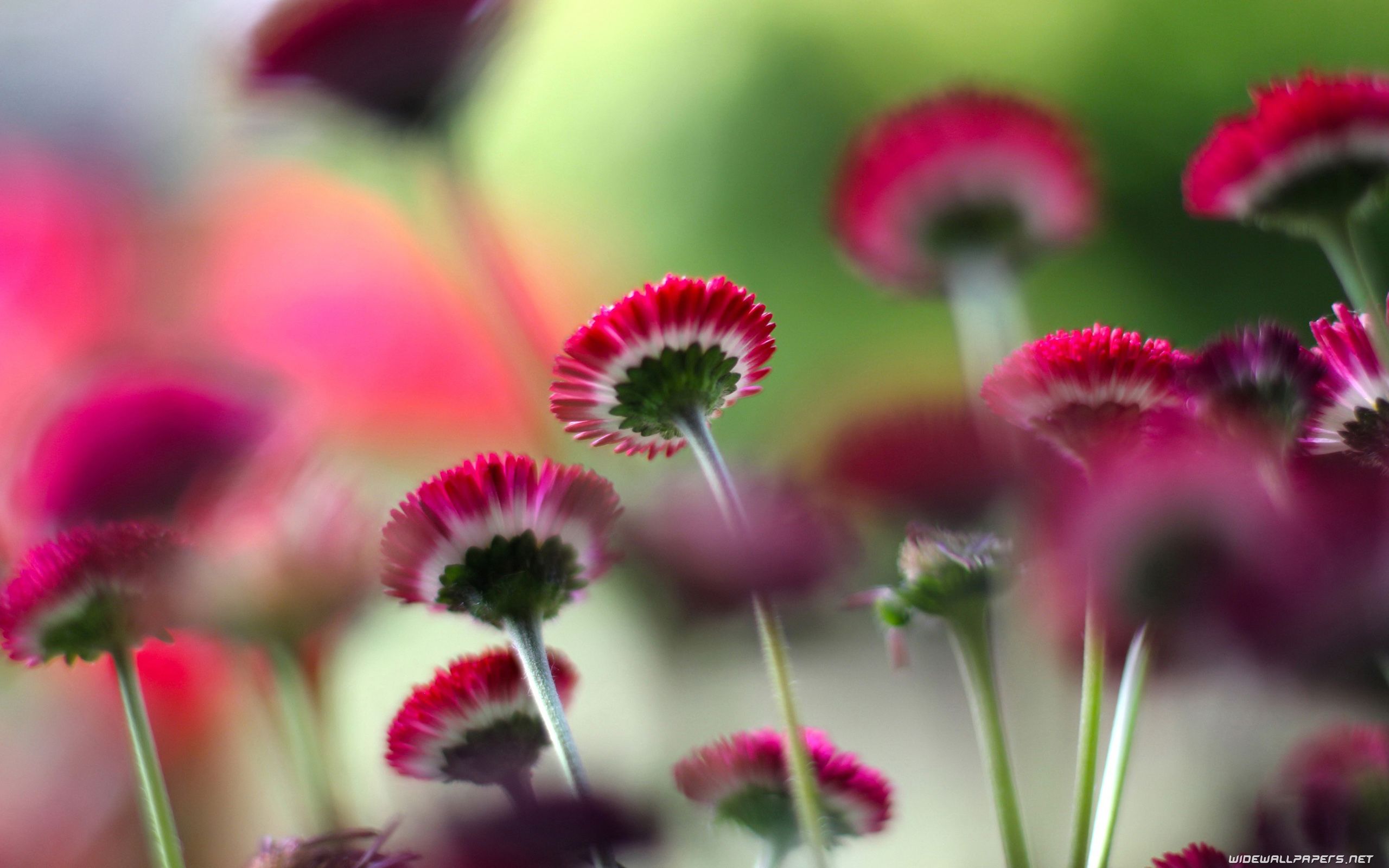 Flowers Wallpaper 4K