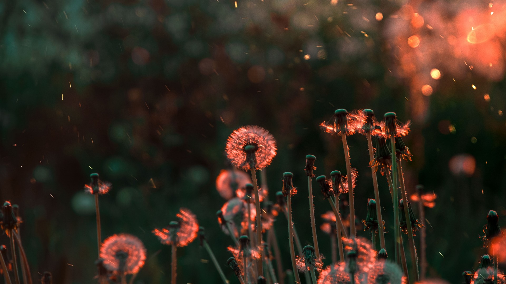 Best Aesthetic Flower Wallpaper