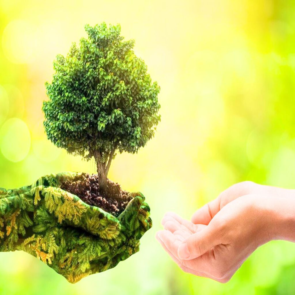 Nature WhatsApp Dp Wallpaper