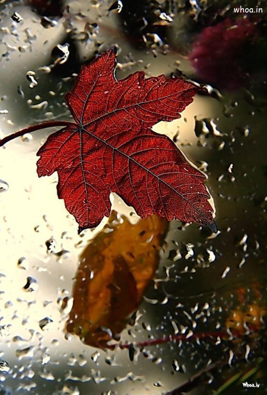 Best Mobile Wallpaper Photo Mobile Wallpaper