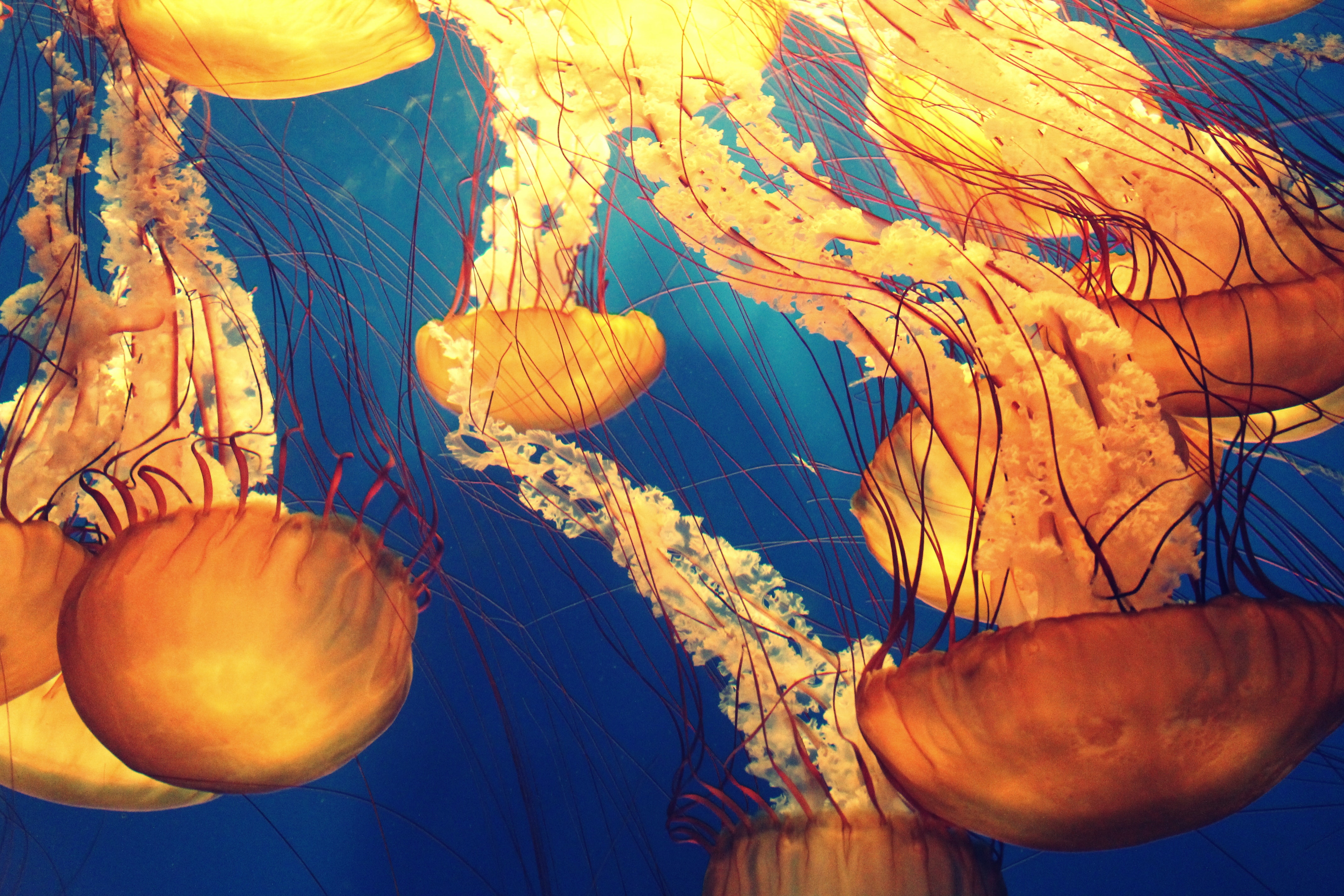 Marine Life Photo, Download The BEST