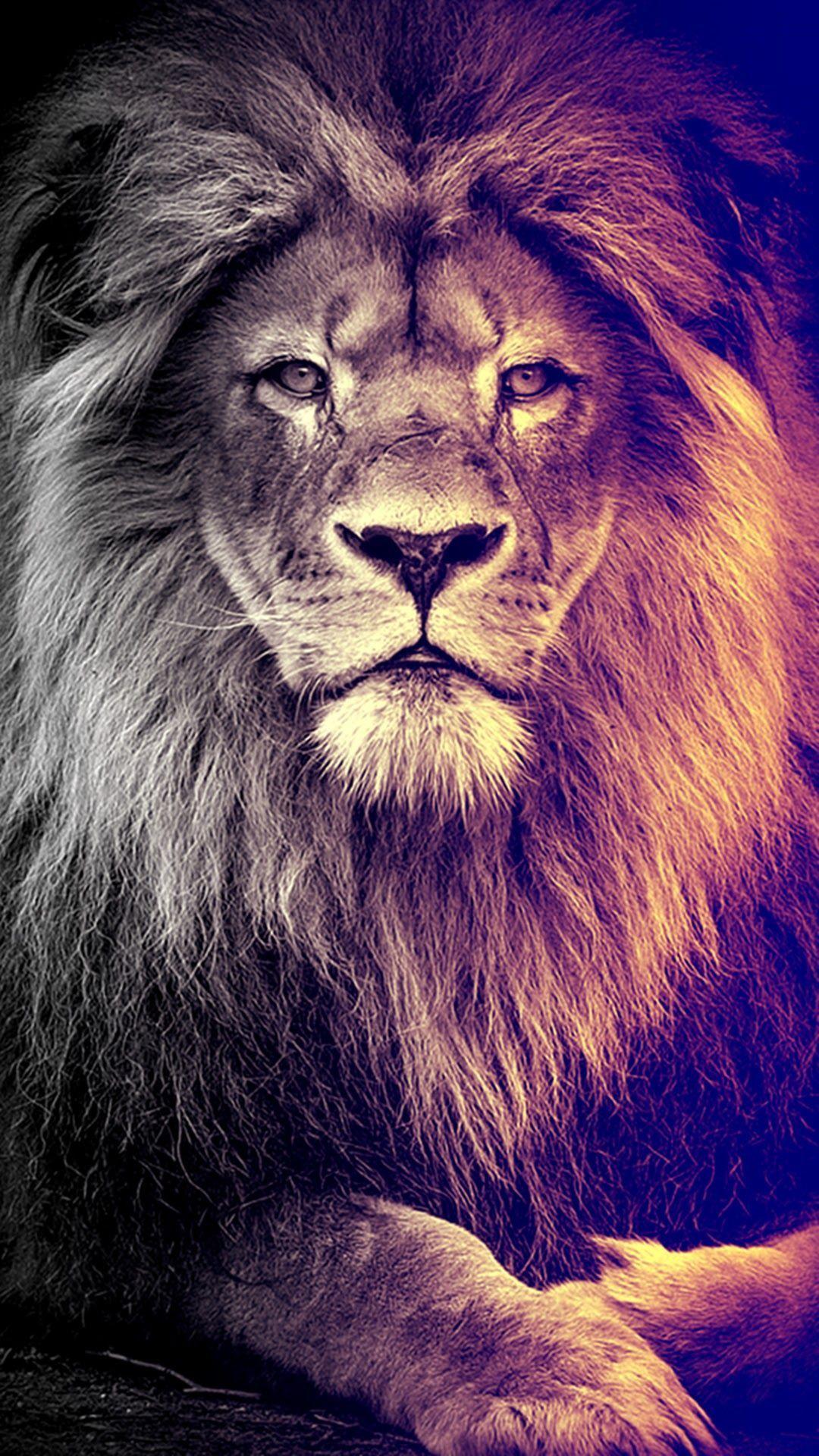 Lion Phone Wallpaper