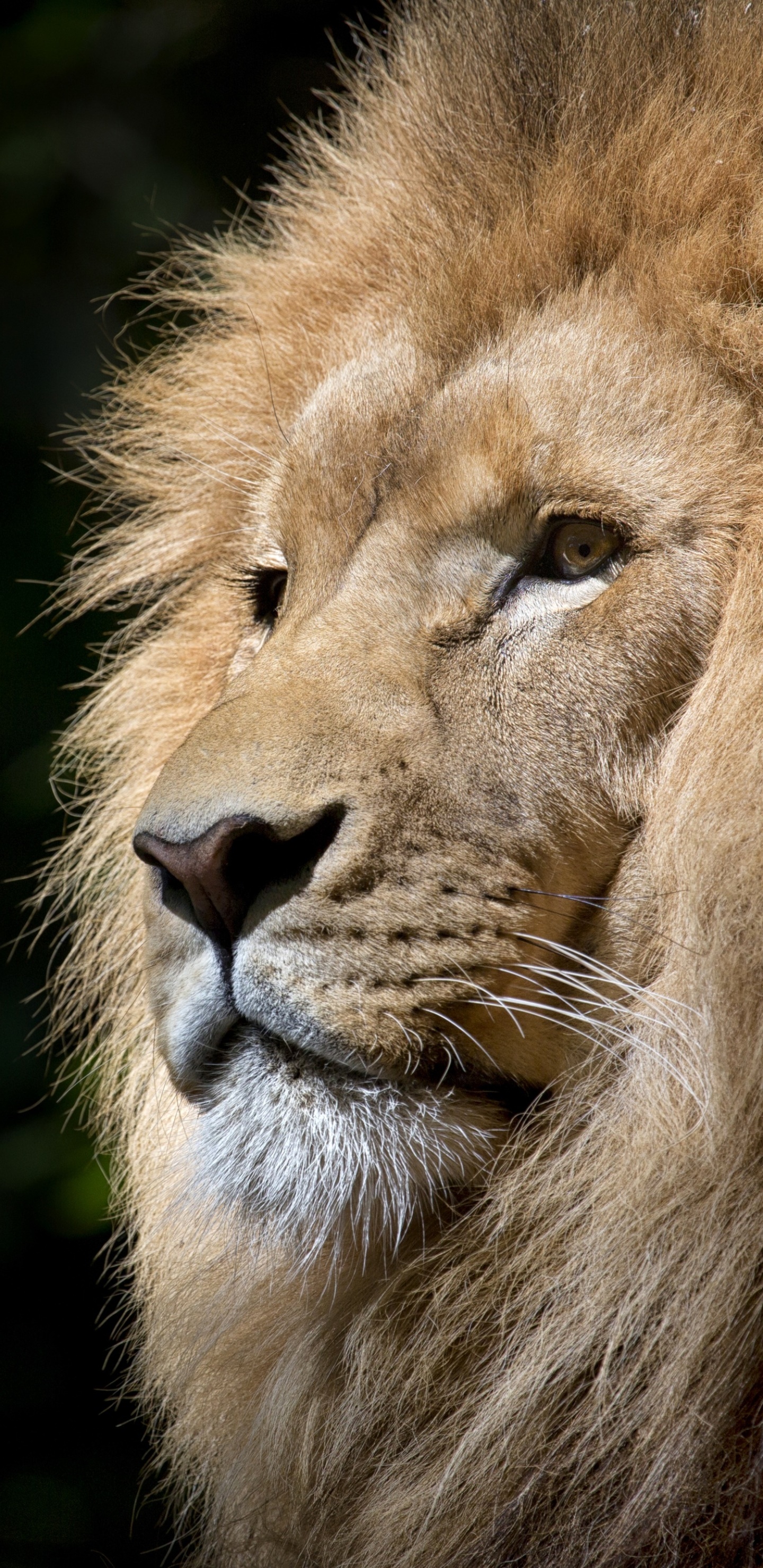 Wallpaper / Animal Lion Phone Wallpaper, , 1440x2960 free download