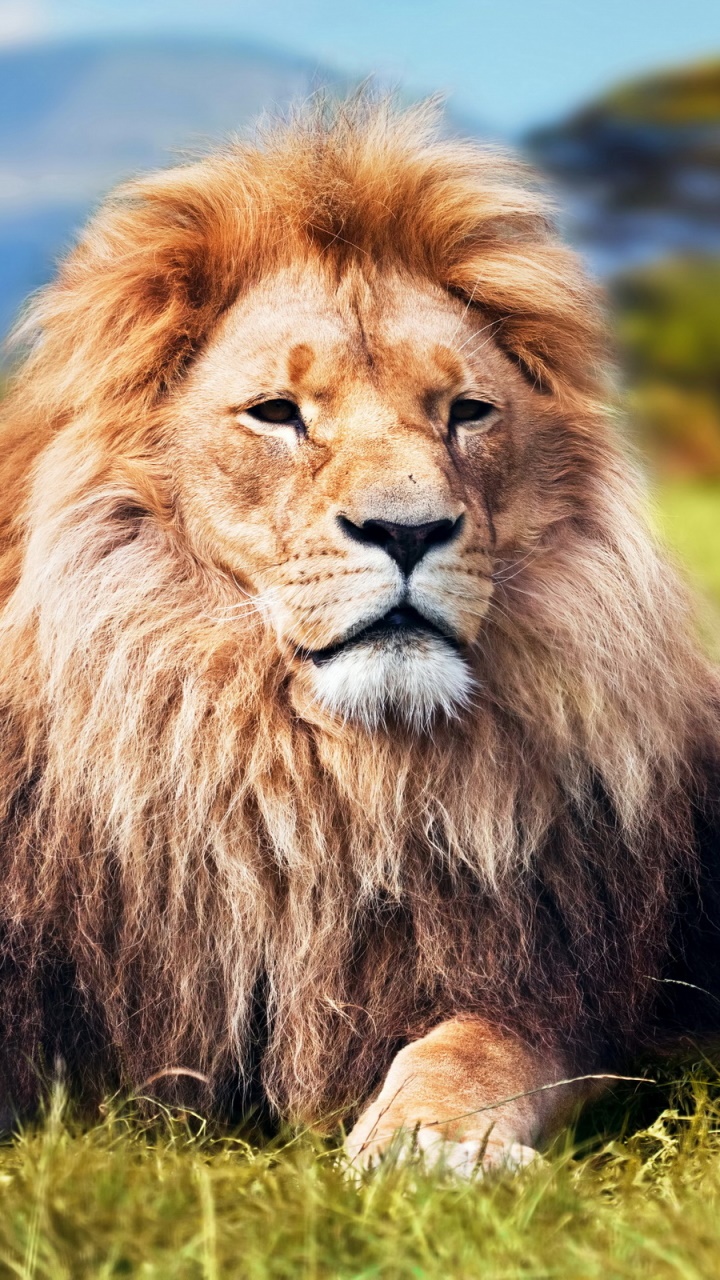 Wallpaper / Animal Lion Phone Wallpaper, , 720x1280 free download