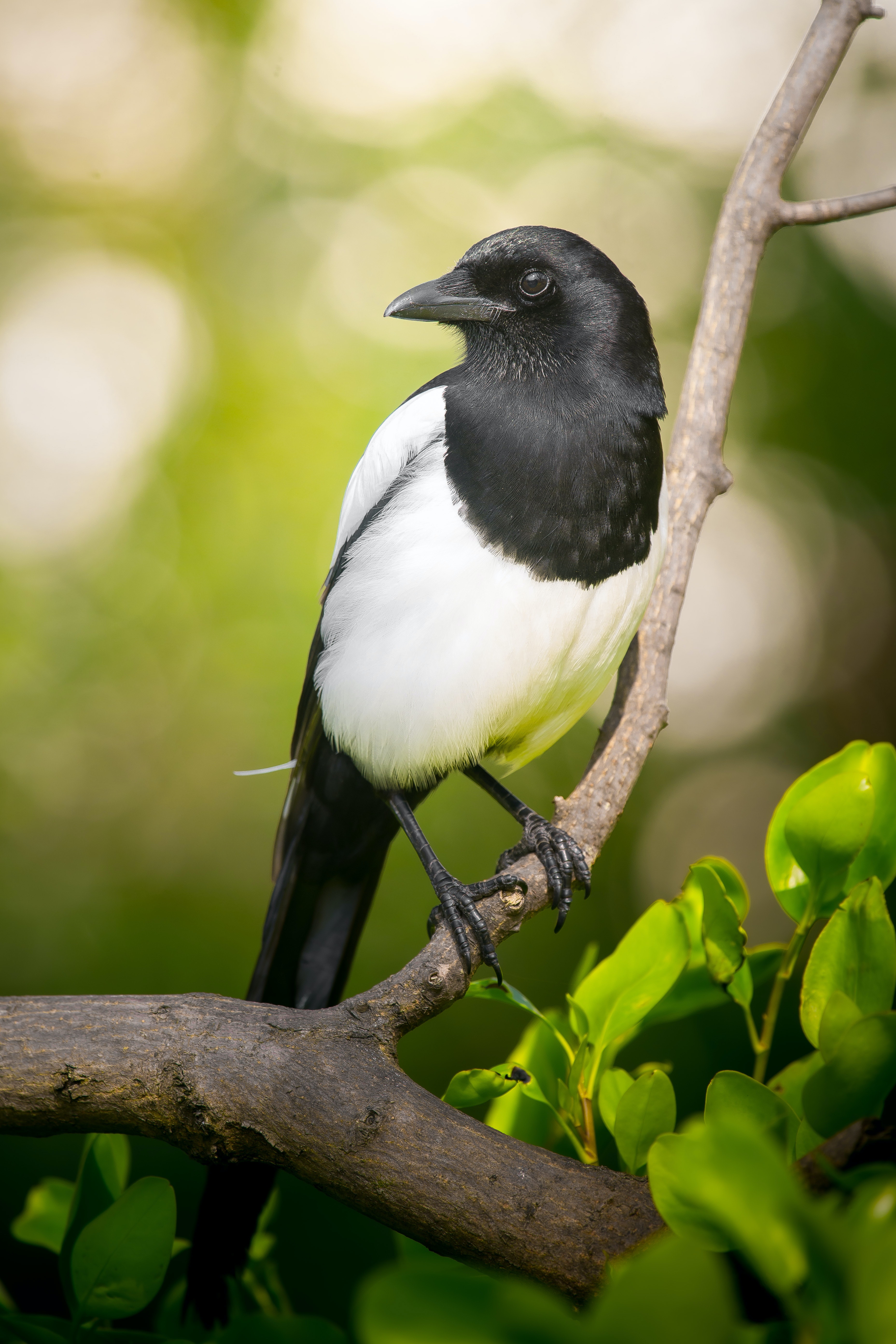 Eurasian Magpie Photo, Download The BEST Free Eurasian Magpie & HD Image