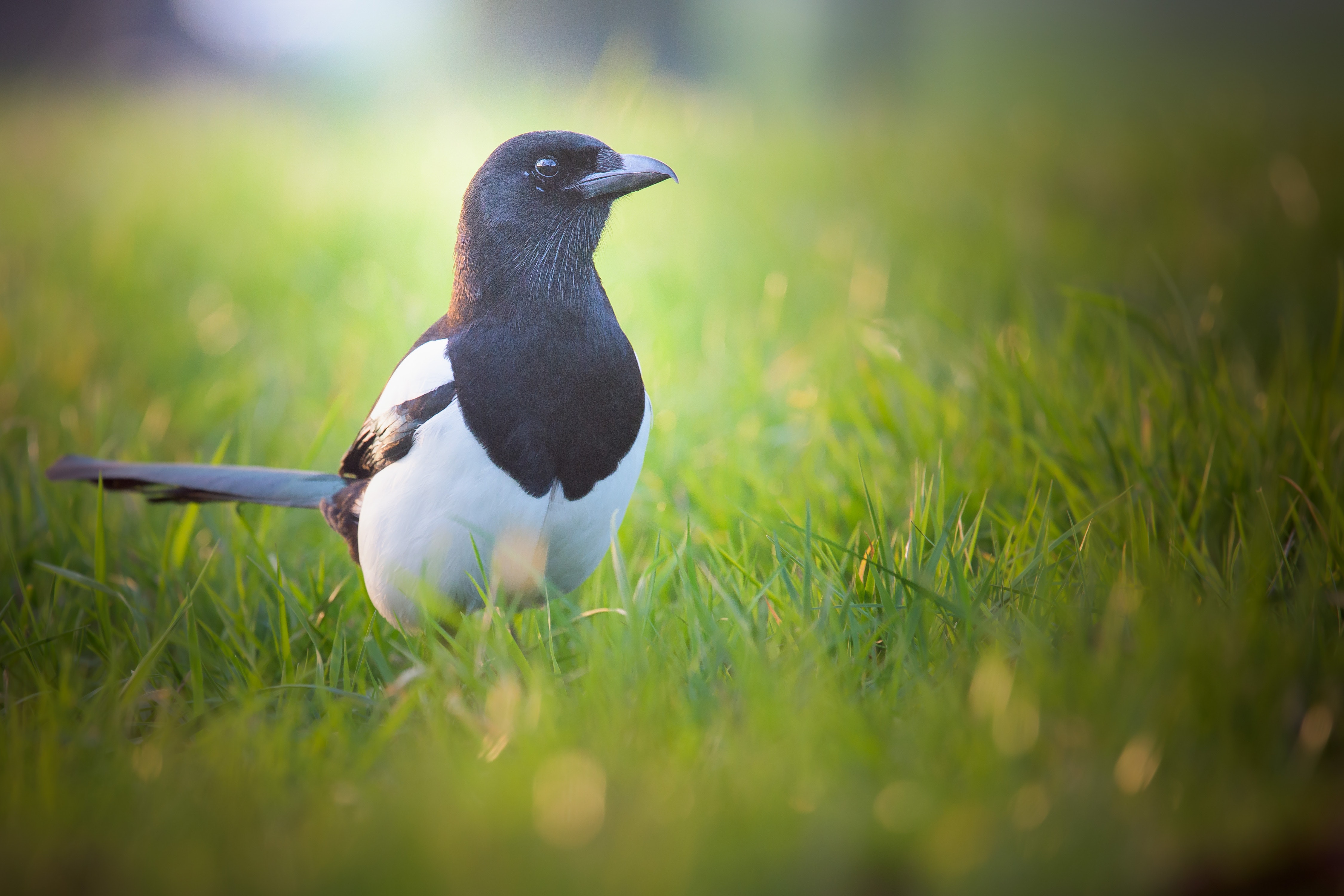 Eurasian Magpie Wallpapers - Wallpaper Cave