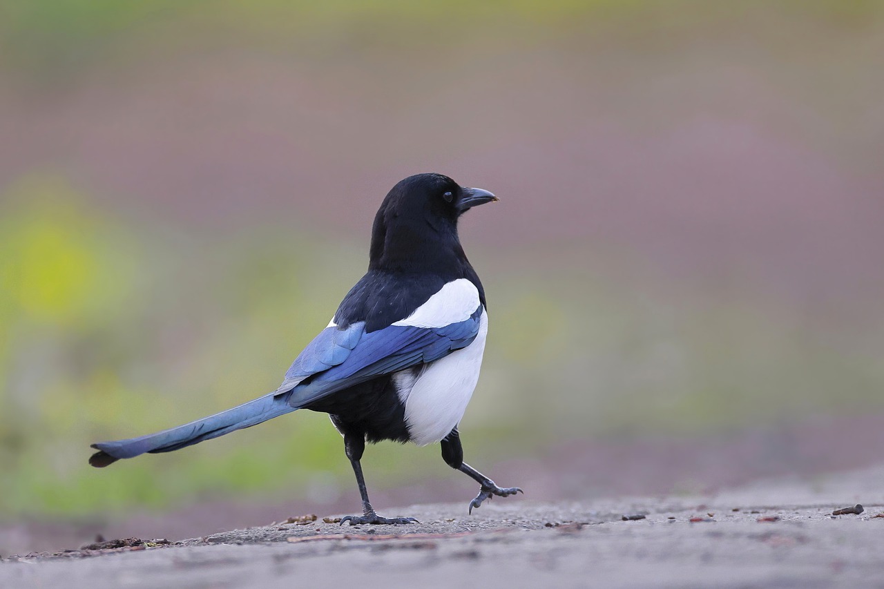 Eurasian Magpie Wallpapers - Wallpaper Cave