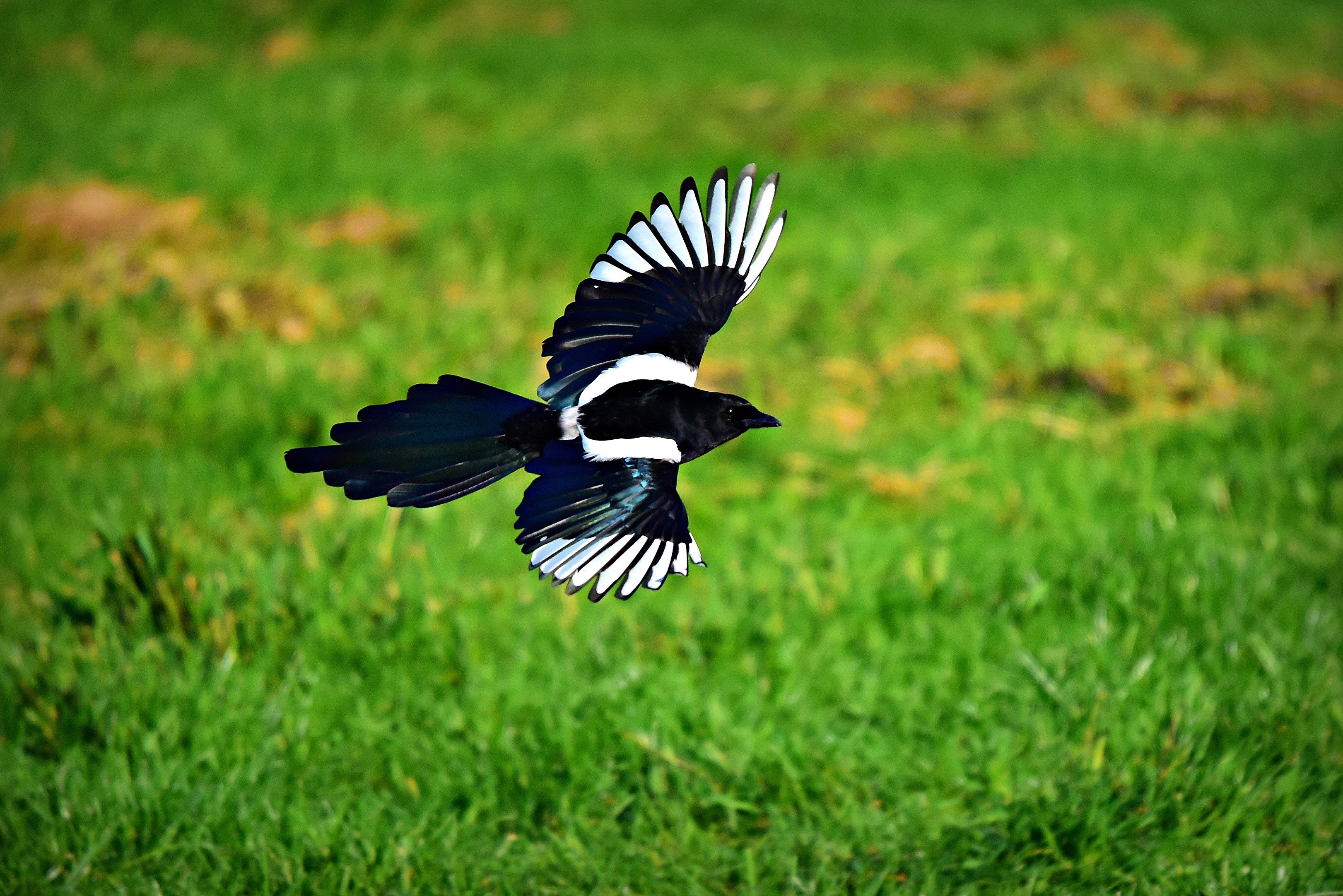 Eurasian magpie 1080P, 2k, 4k HD wallpaper, background free download