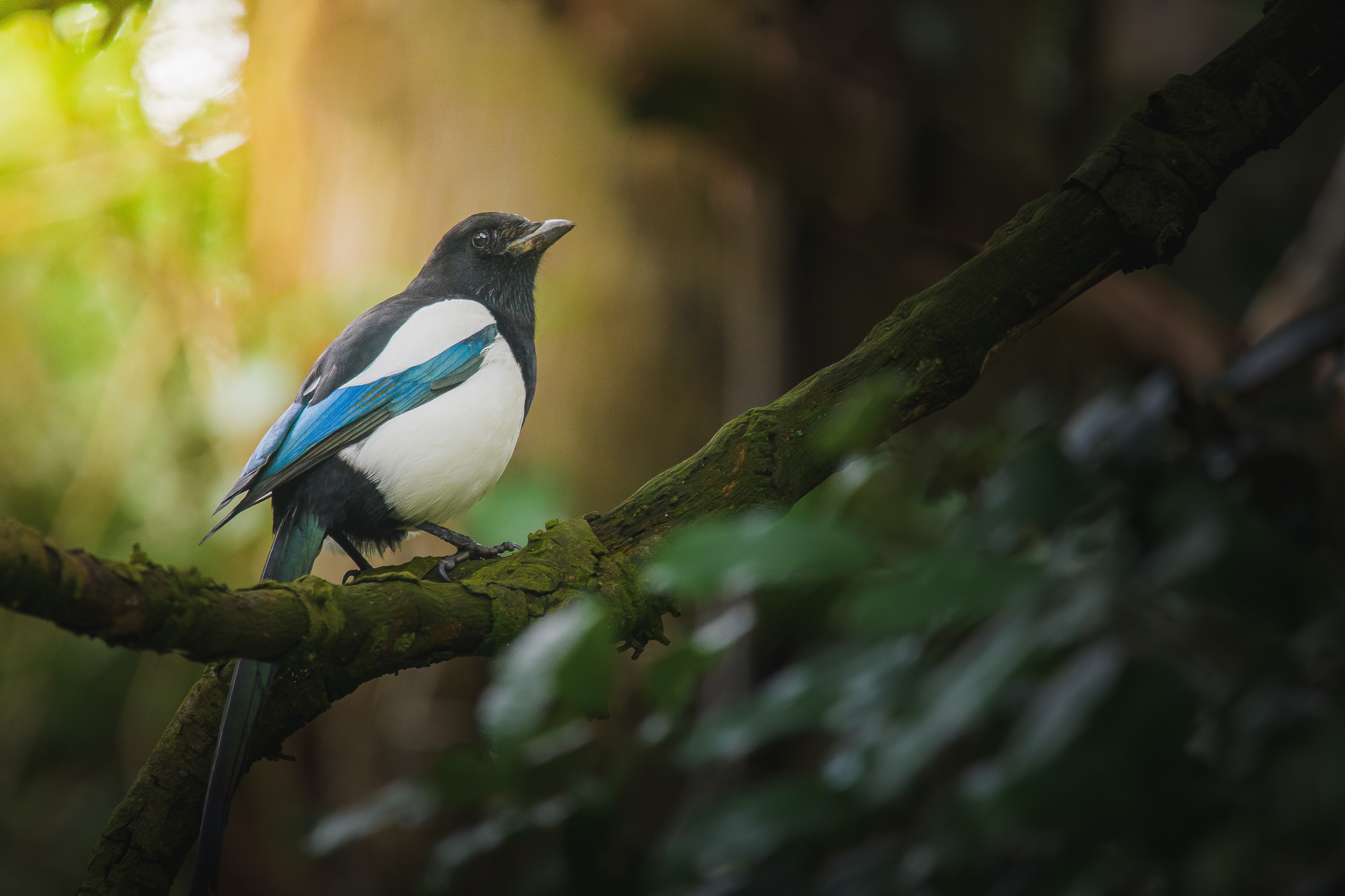 Selective Focus Photo of Eurasian Magpie Perched on a Branch · Free