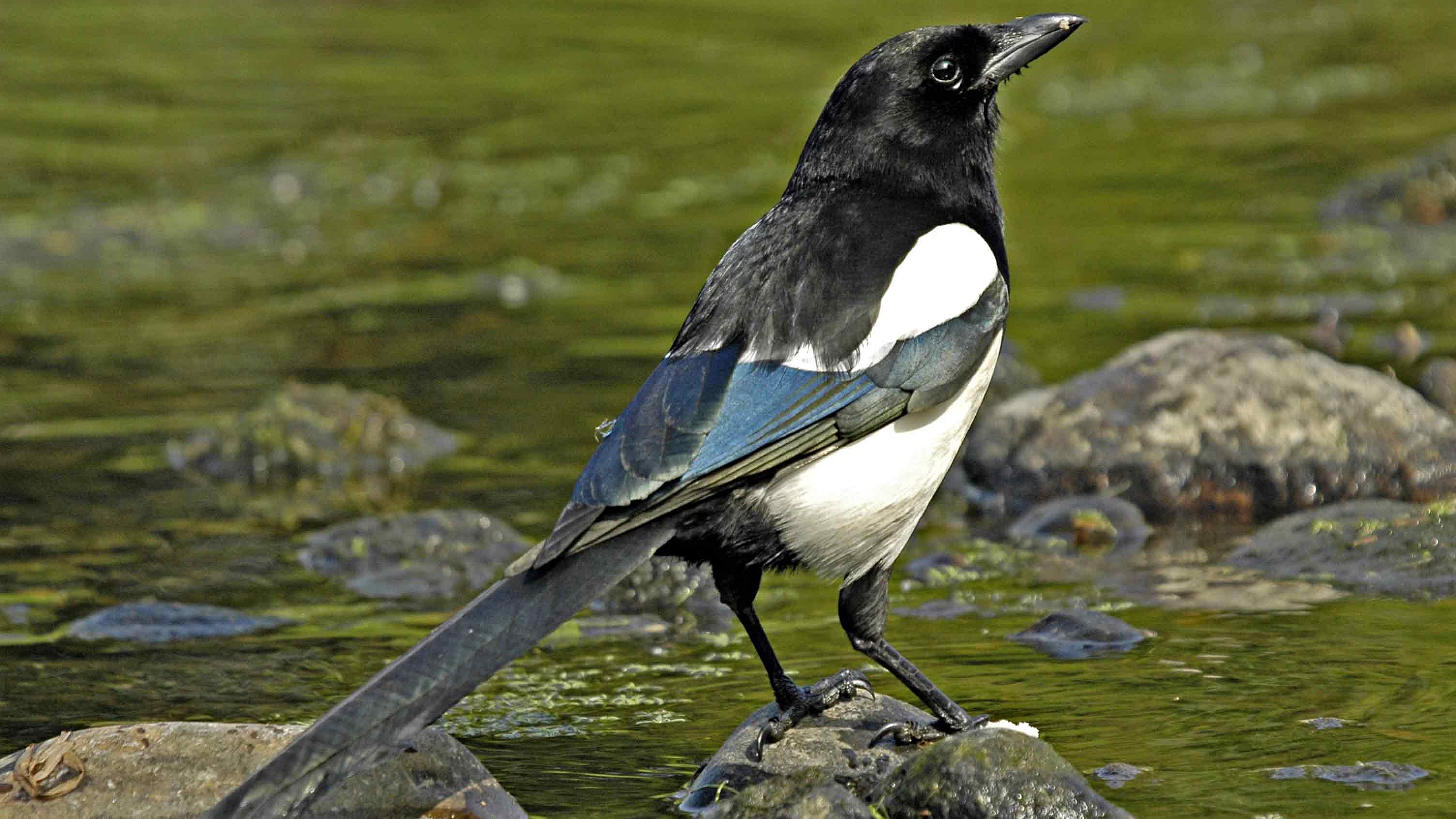 Animal Magpie HD Wallpaper