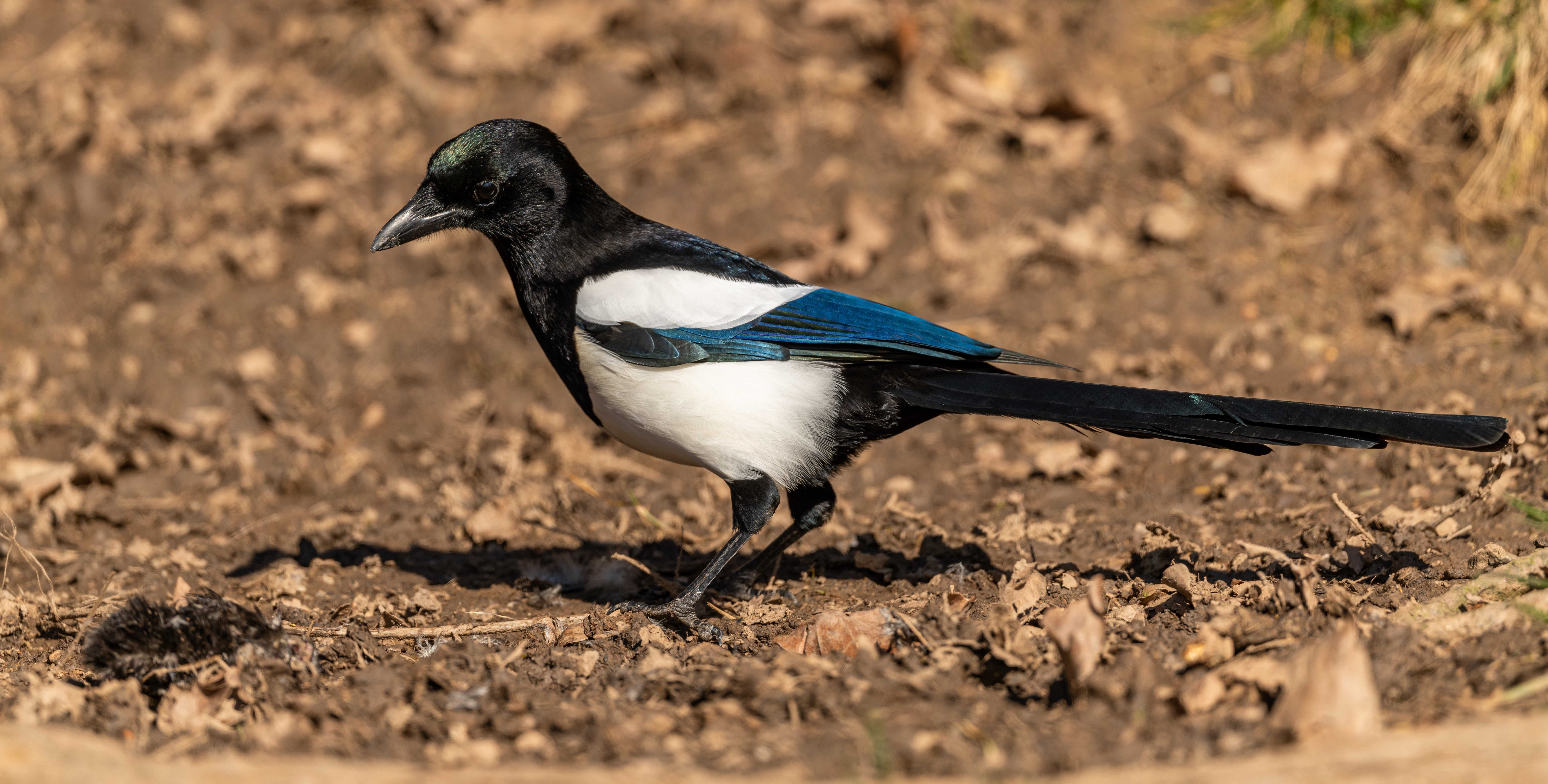 Eurasian magpie on dry terrain in daylight · Free