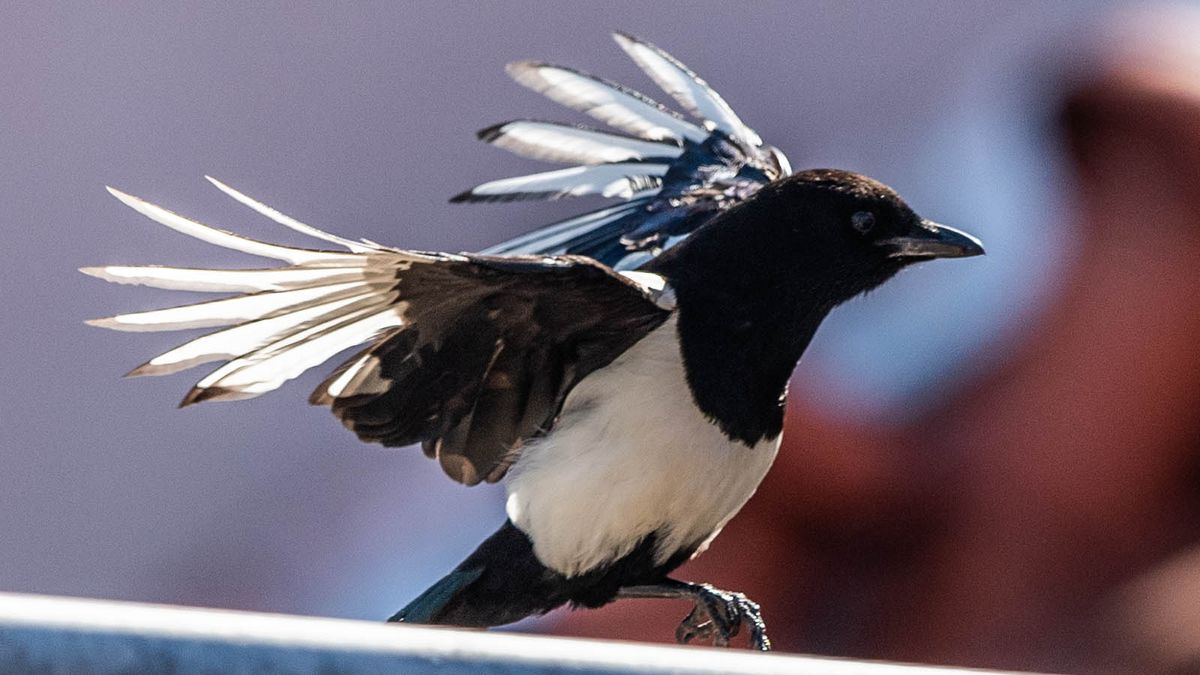 Why You Should Love The Much Maligned Magpie