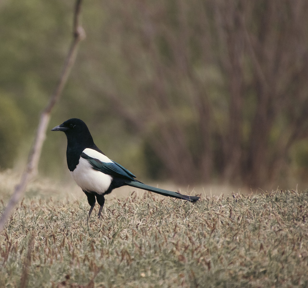 Eurasian Magpie Wallpapers - Wallpaper Cave