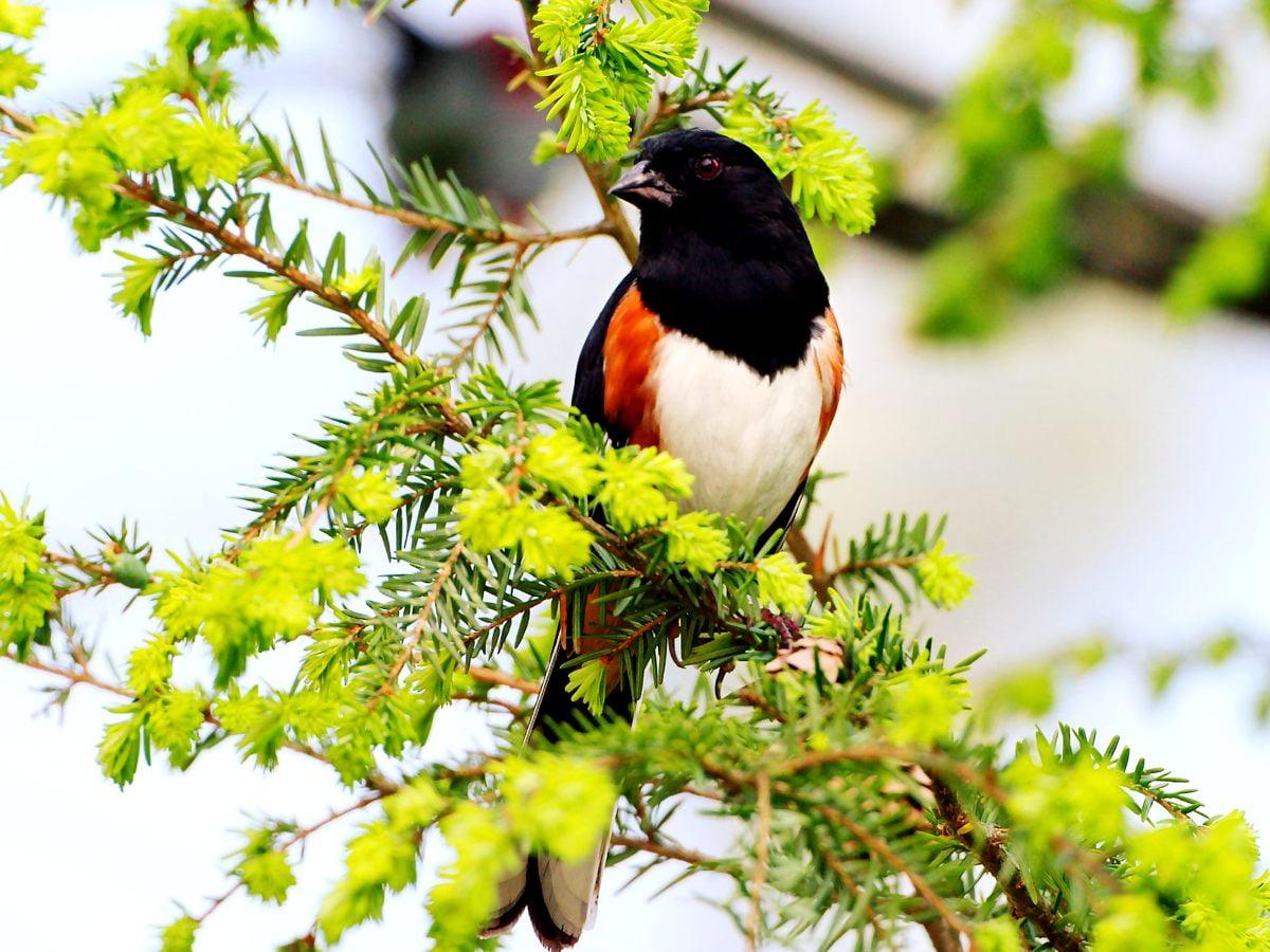 Nice image Bird, Animals, Eurasian Magpie. Download TOP Free image