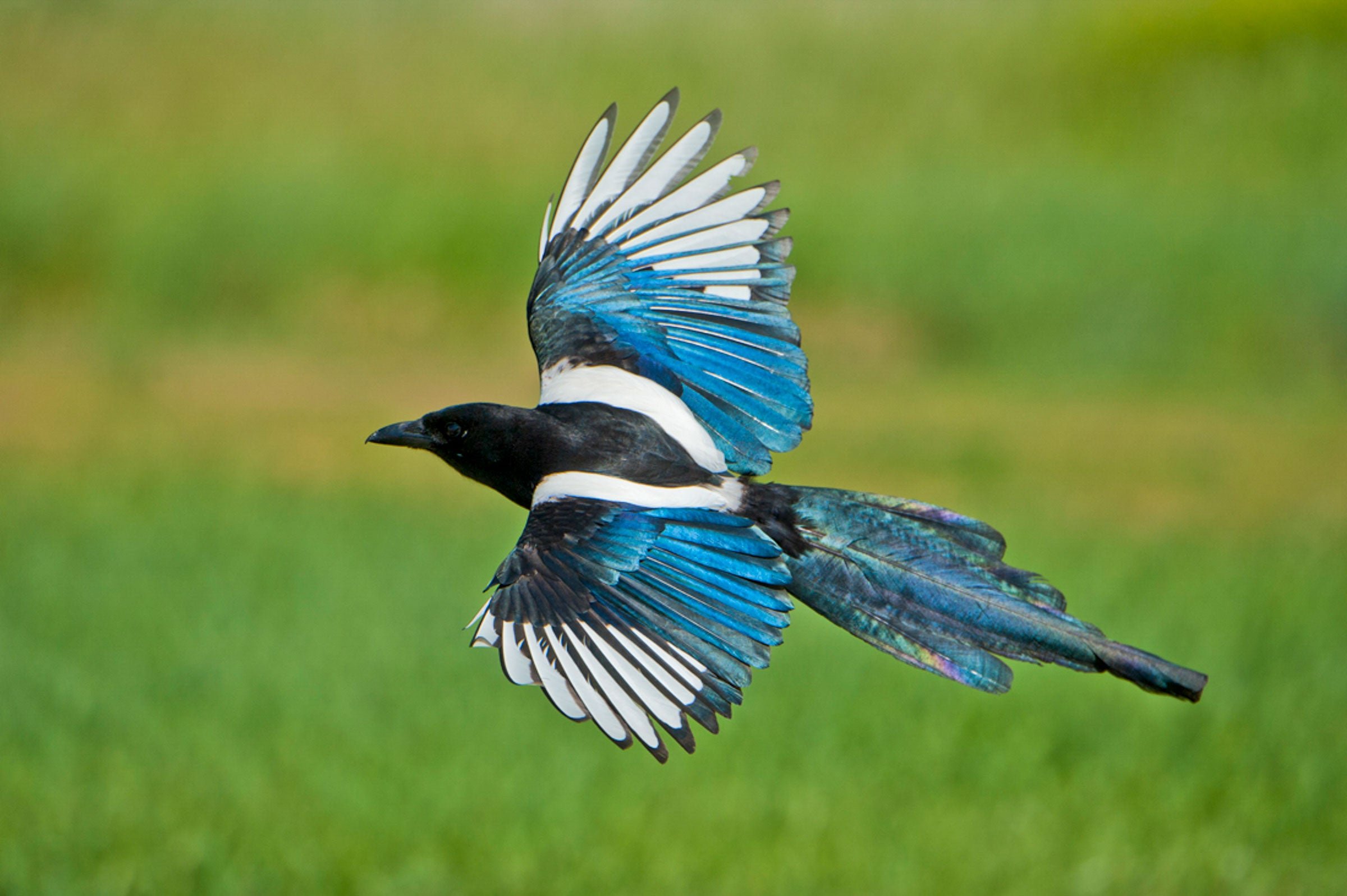 Eurasian Magpie Wallpapers - Wallpaper Cave