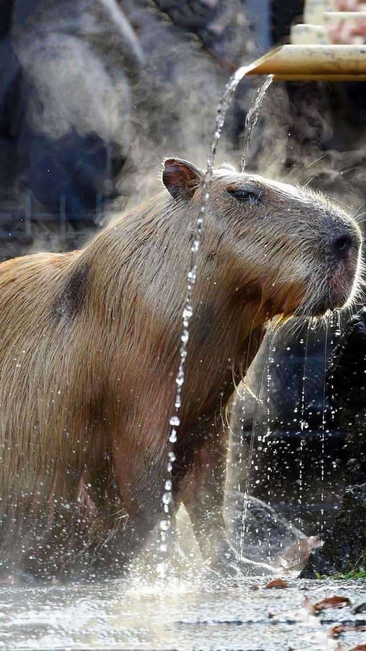 baby capybara wallpaper