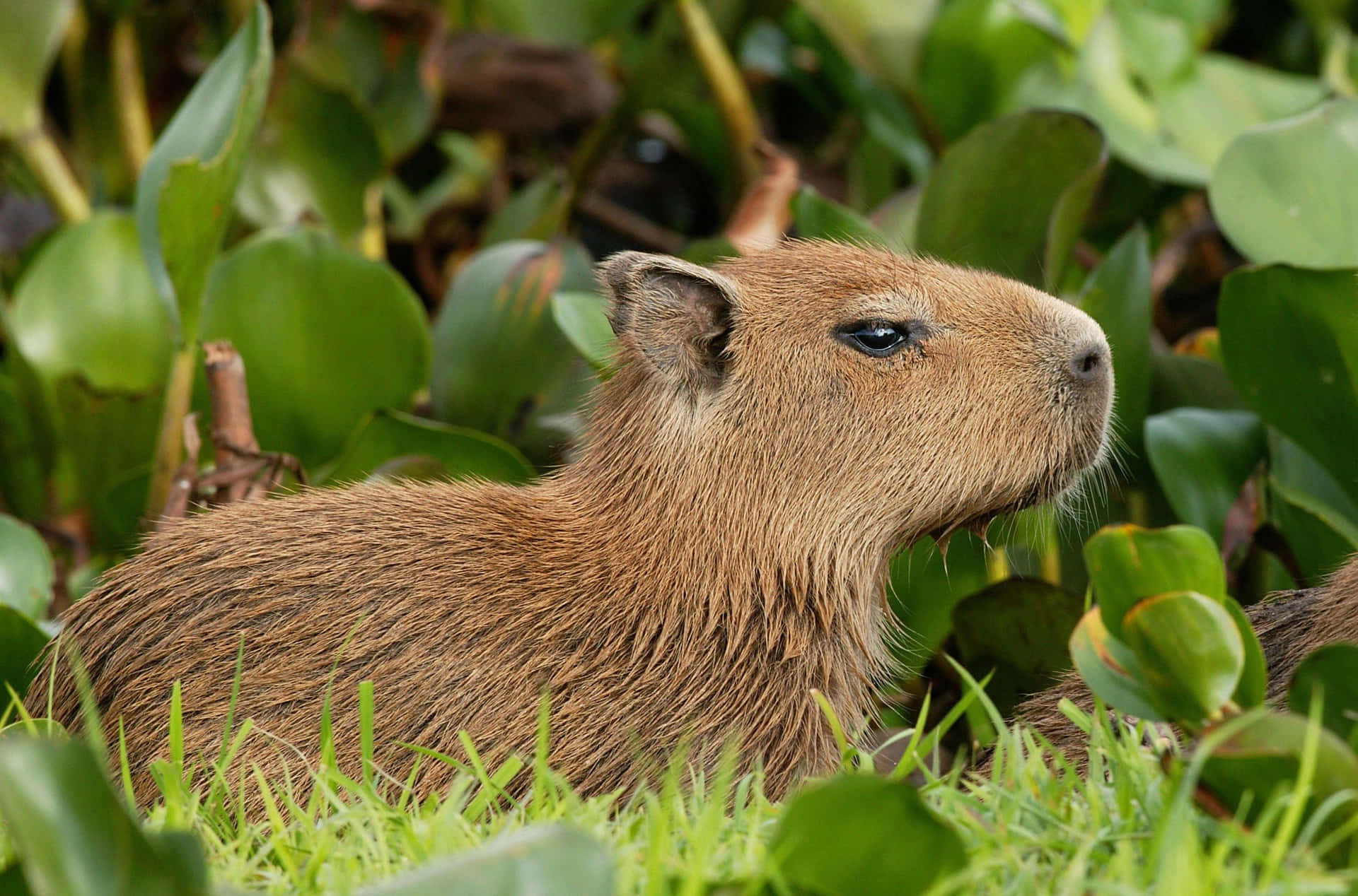 Capybara Picture