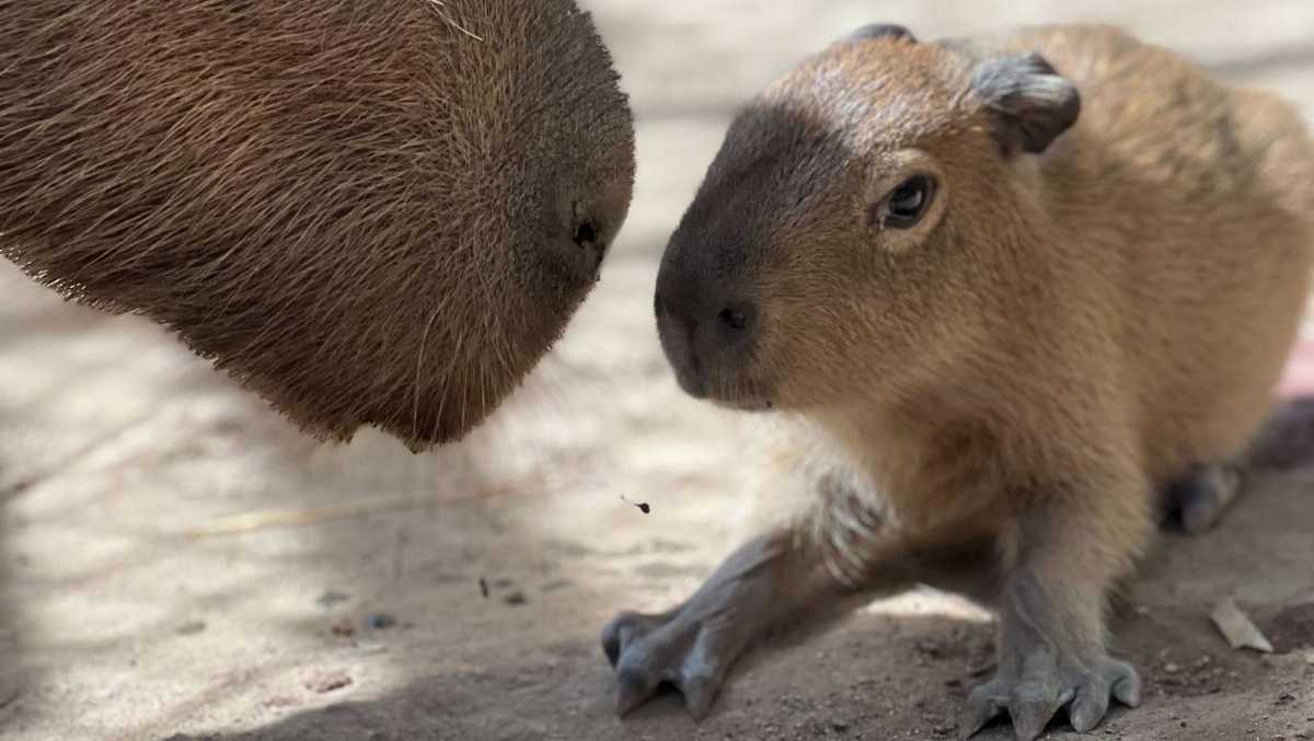 Sacramento Zoo celebrates birth of baby capybara