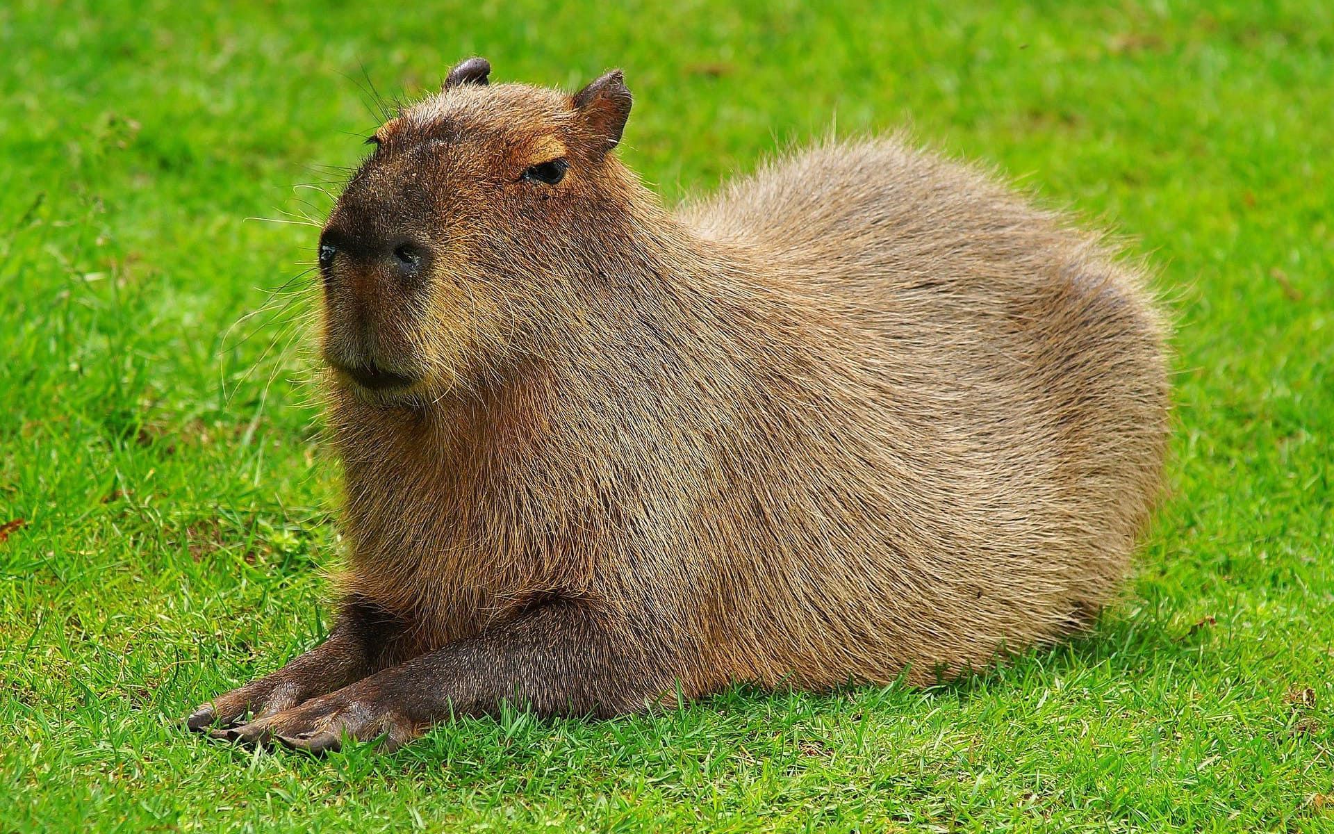 baby capybara wallpaper