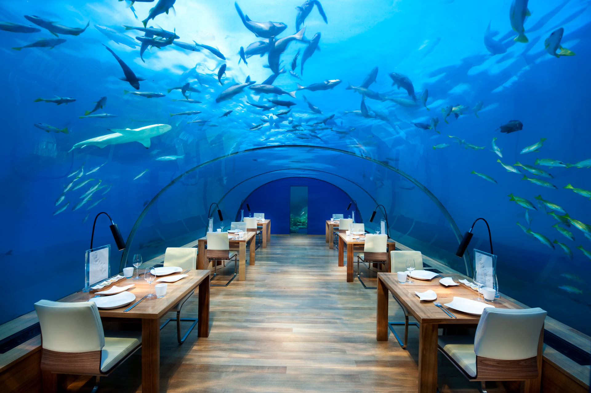 Aquarium Wallpaper