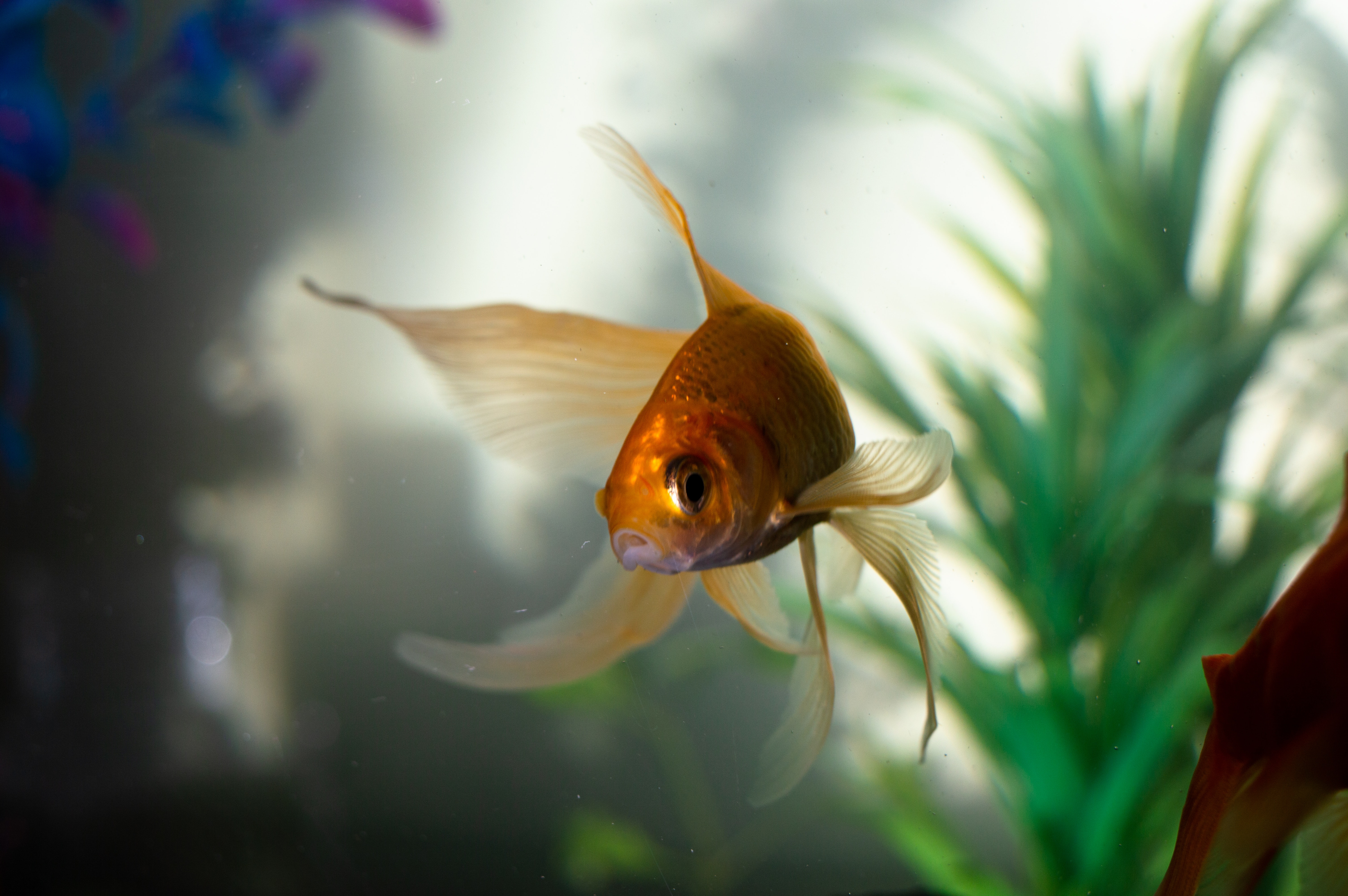 Fishes Wallpaper 4K, Aquarium, Black background