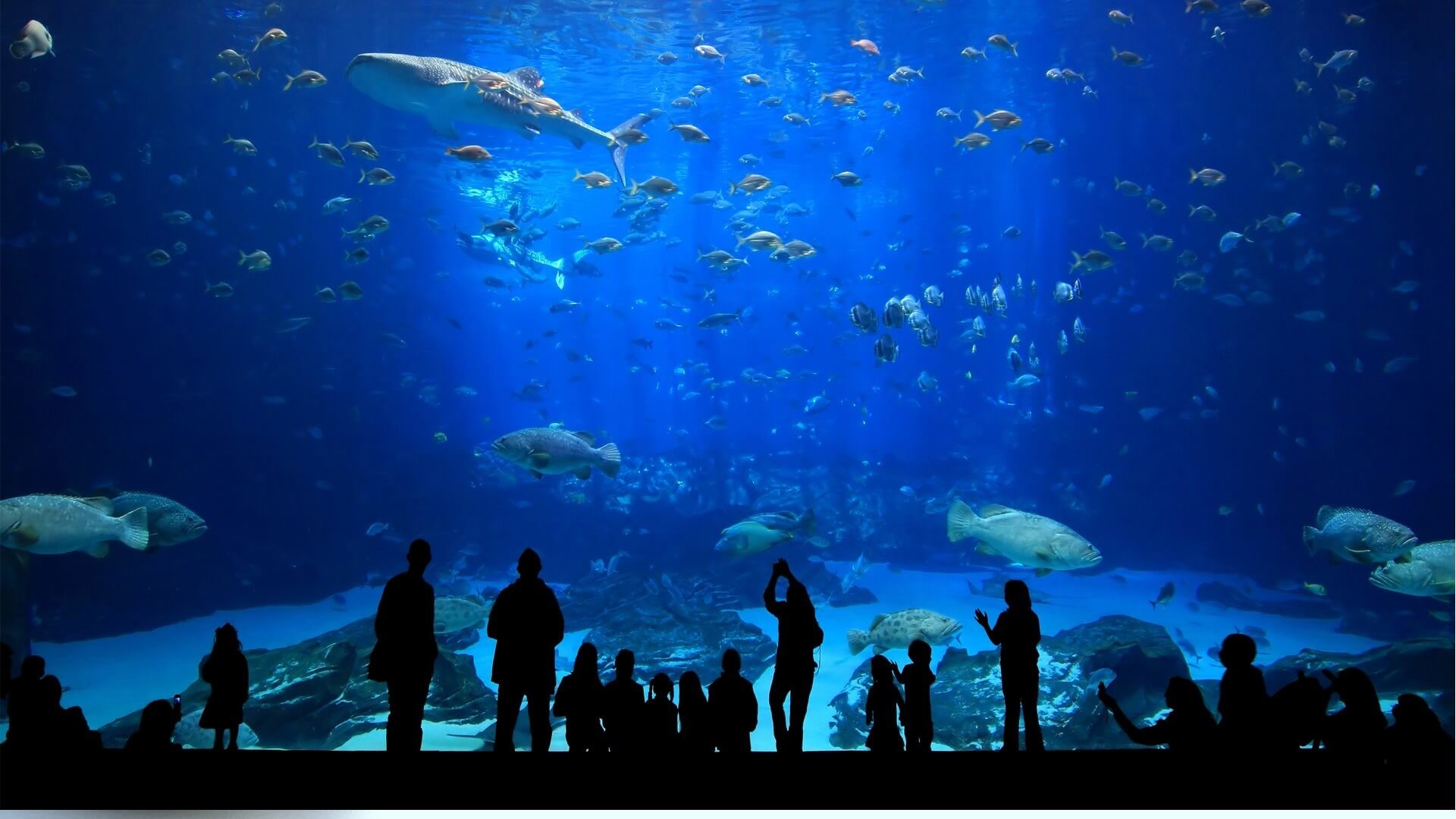 Aquarium Wallpaper