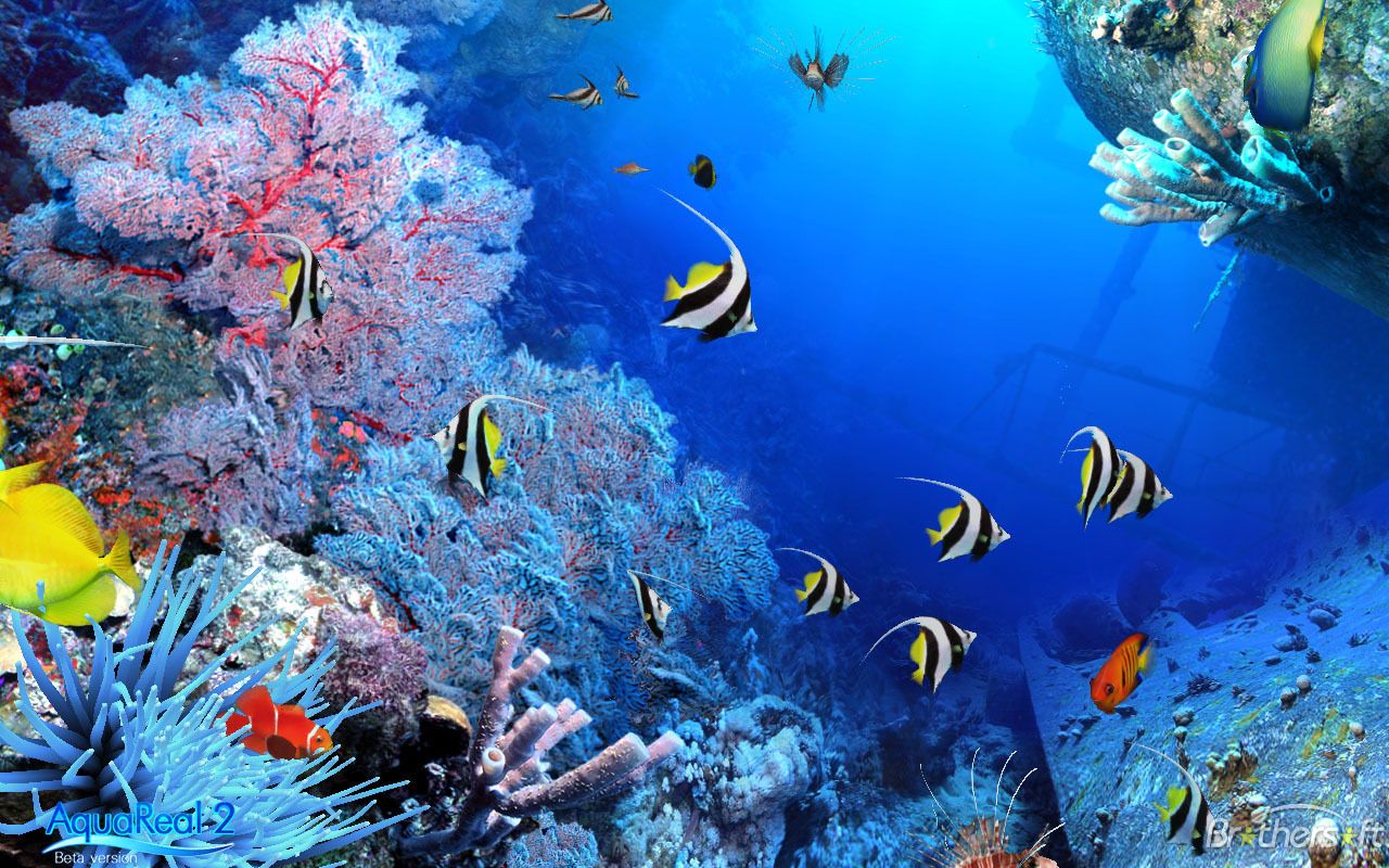 Aqua Real. Underwater wallpaper, Aquarium live wallpaper, Fish wallpaper