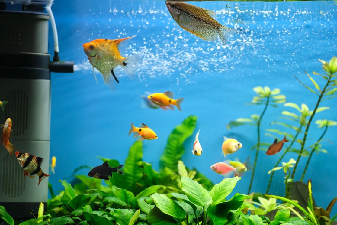 Best Aquarium Background