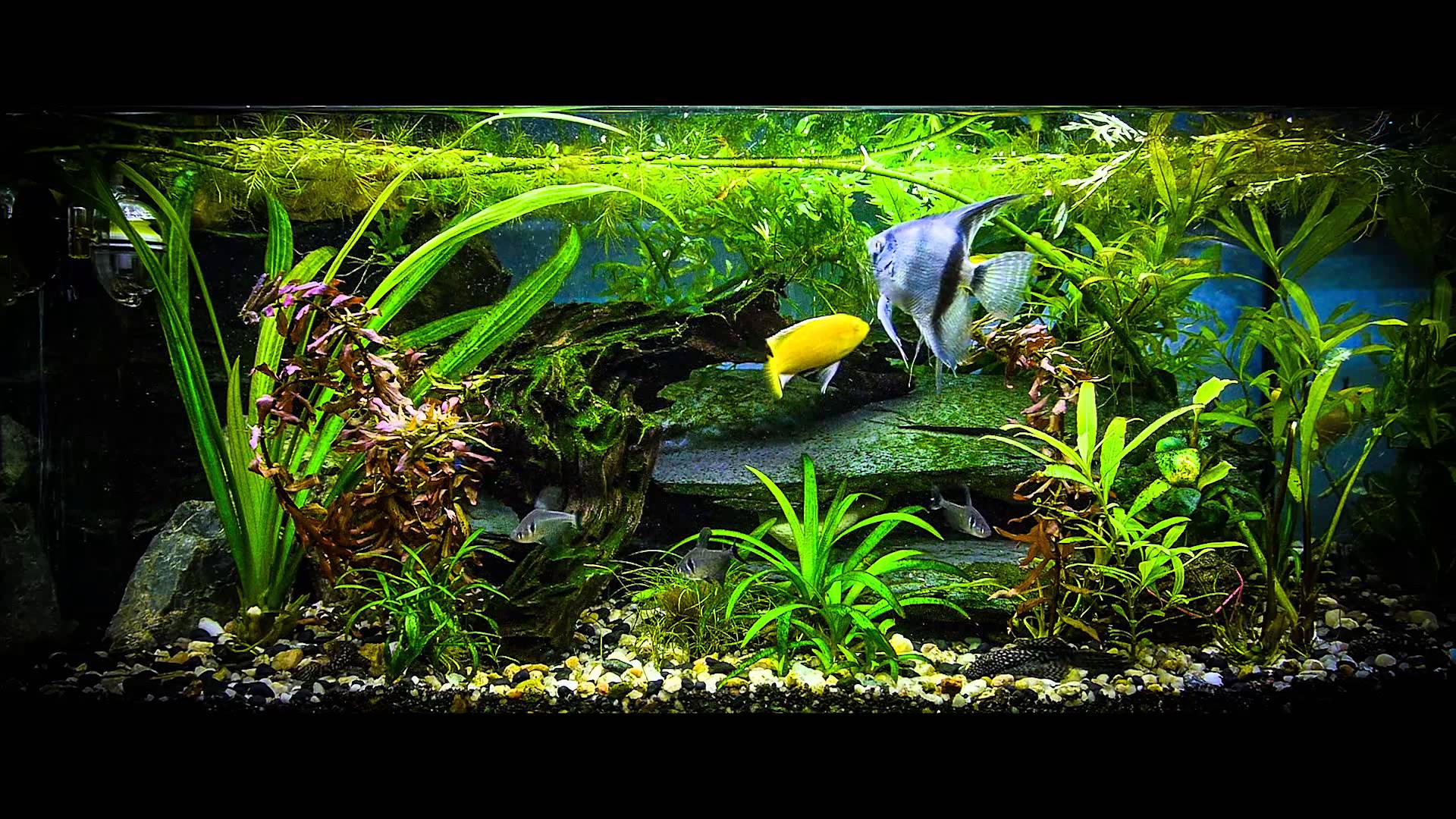 Real Aquarium Wallpaper