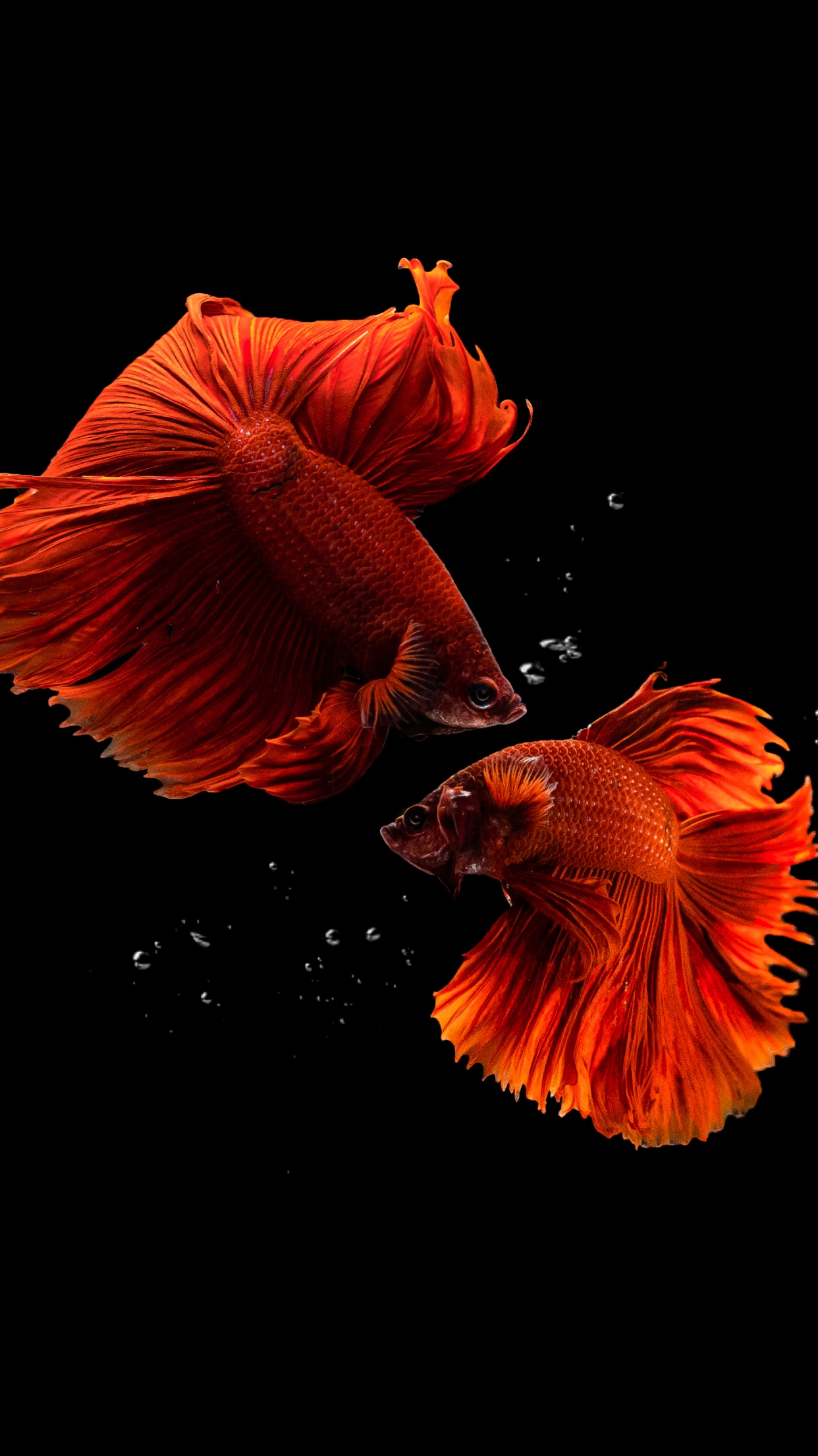 Fishes Wallpaper 4K, Aquarium, Black background
