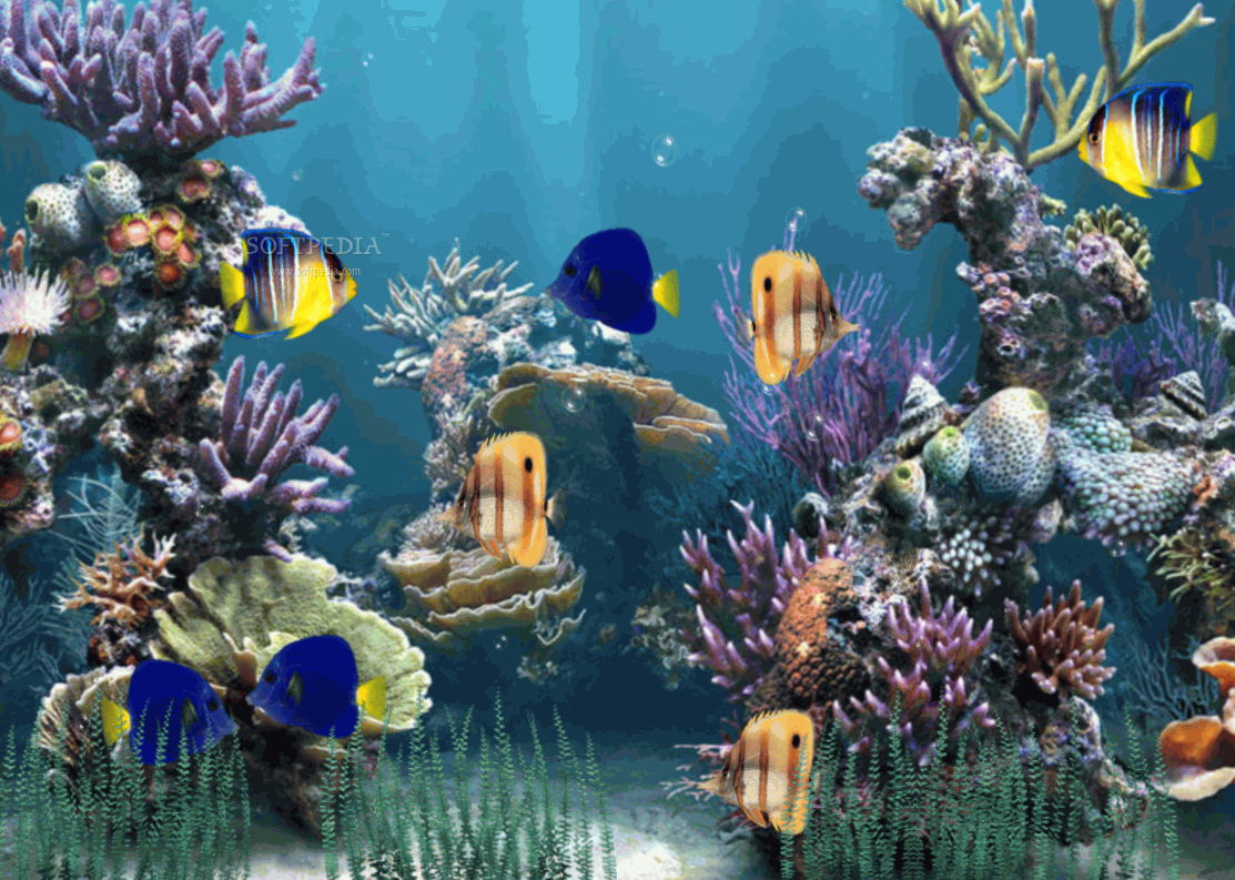 Moving Fish Aquarium Wallpaper