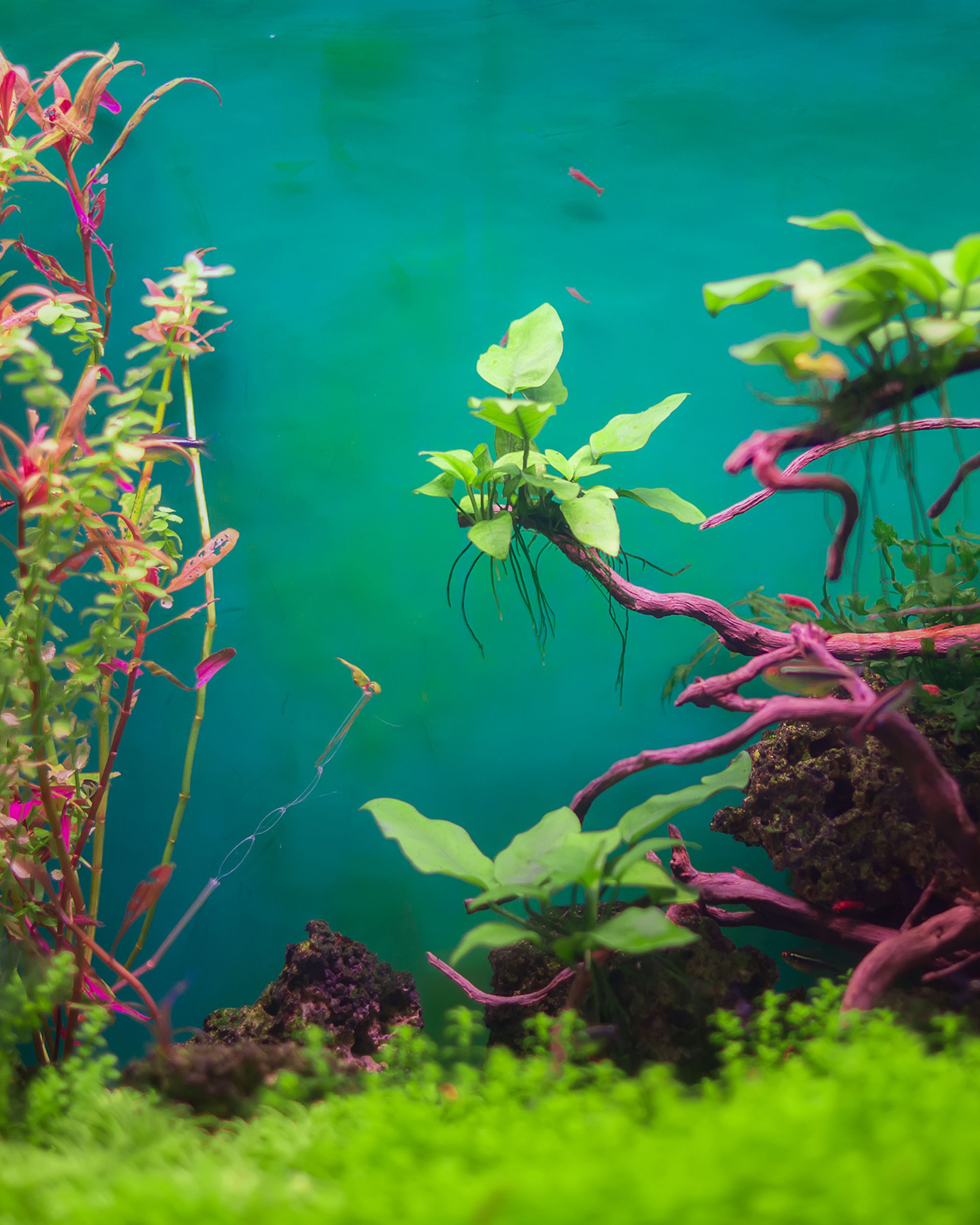 Aquarium Vinyl
