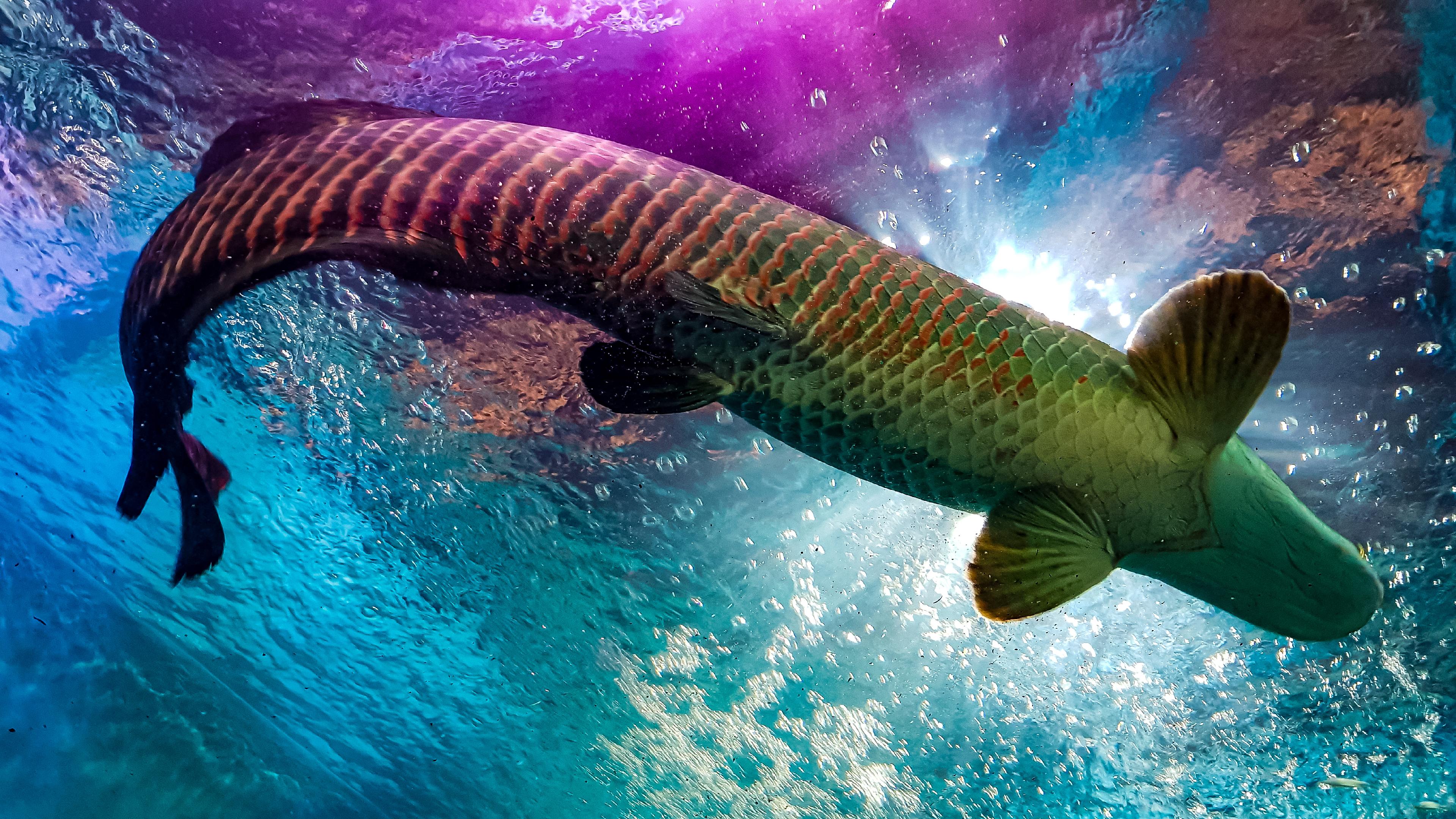 Aquarium 4K wallpaper for your desktop or mobile screen free and easy to download
