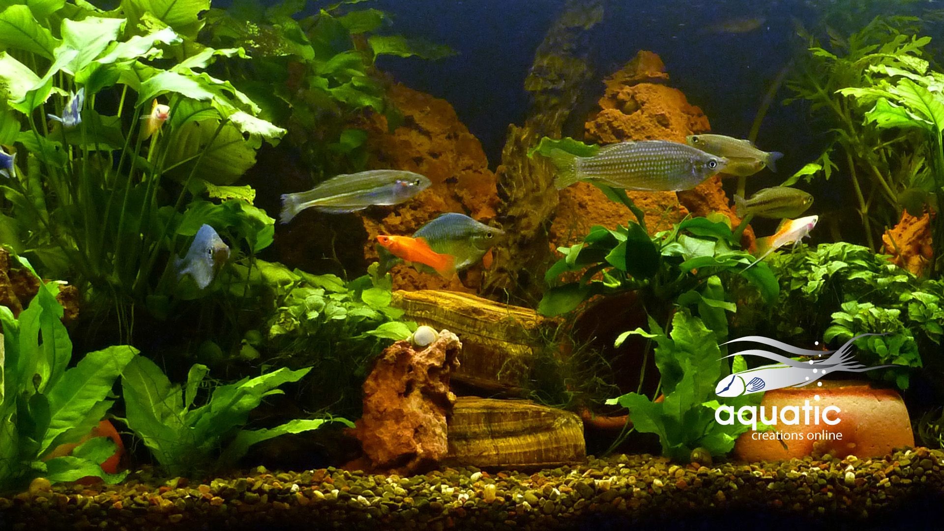 Fish Tank Wallpaper