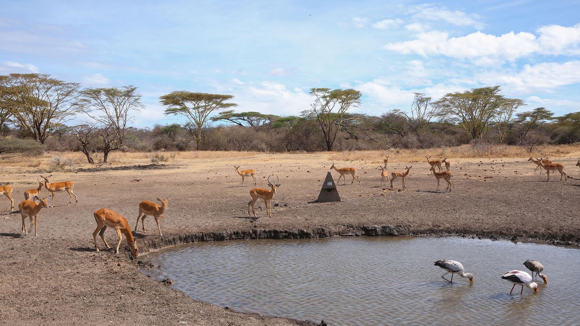 Life at the Waterhole