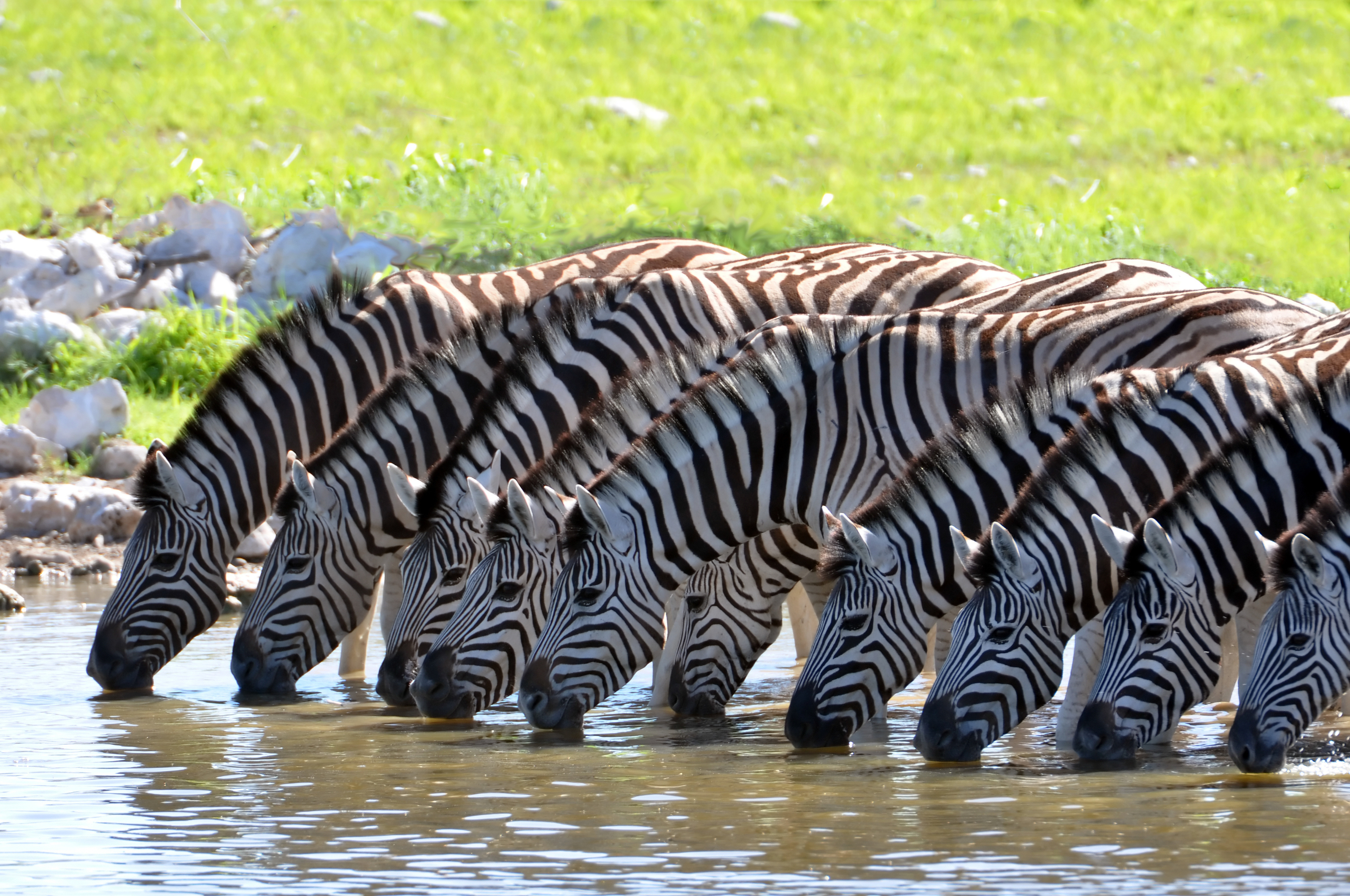 Zebras At The Waterhole Mural Your Way