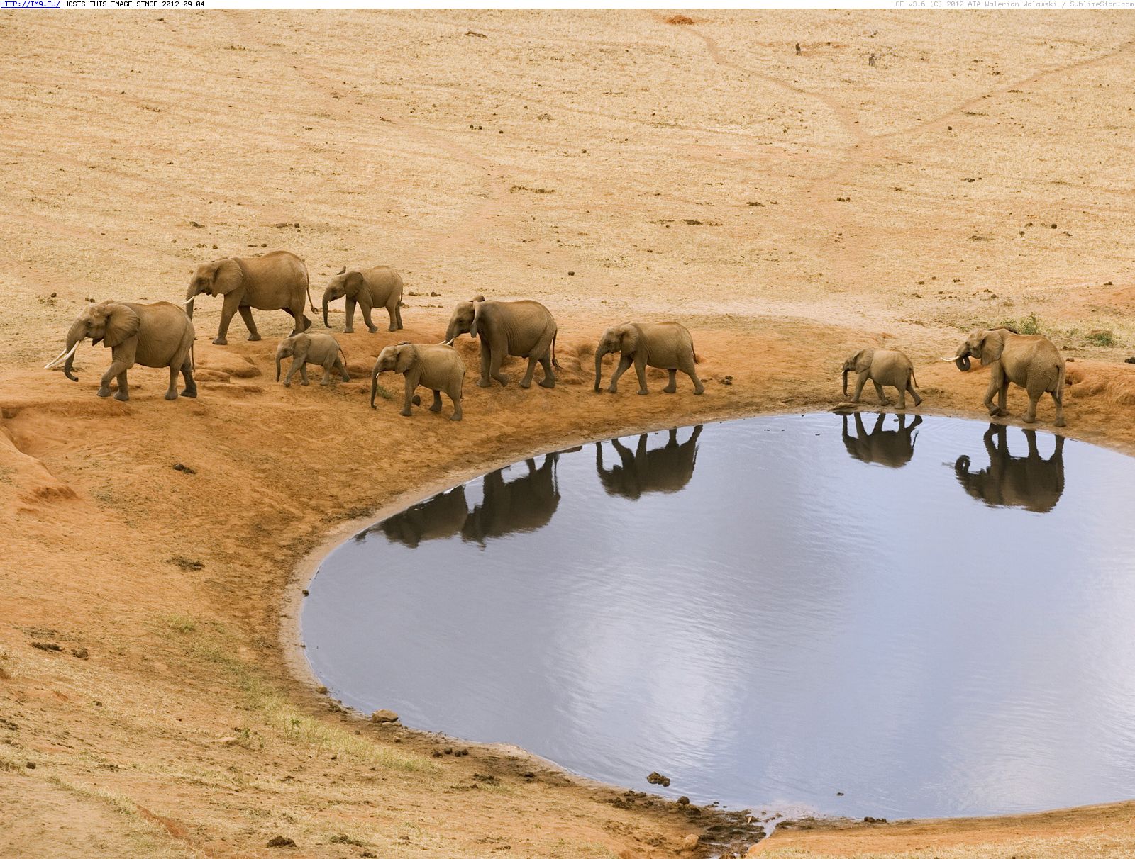 Pic. #Hole #African #Elephants #Water, 388391B