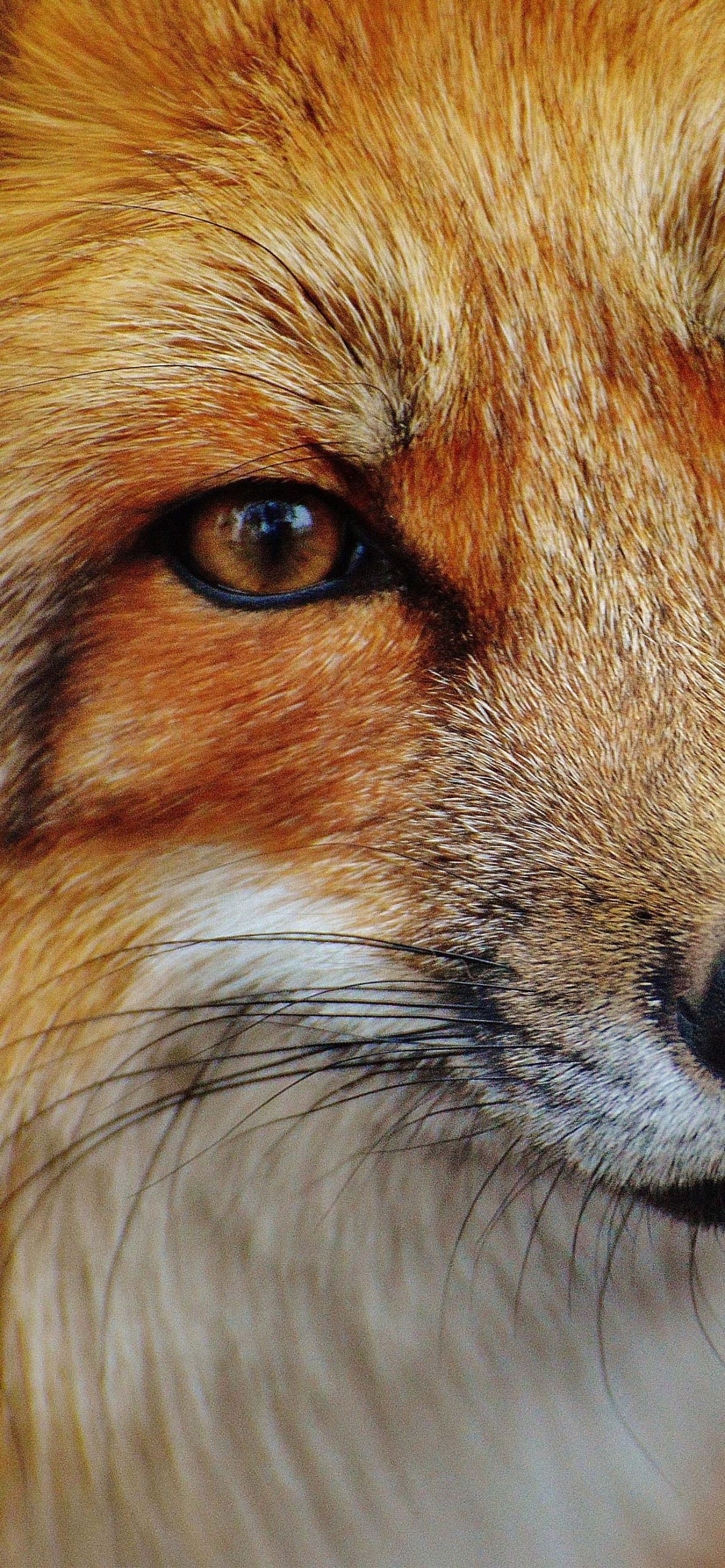 Stunning Fox iPhone 13 Pro Max