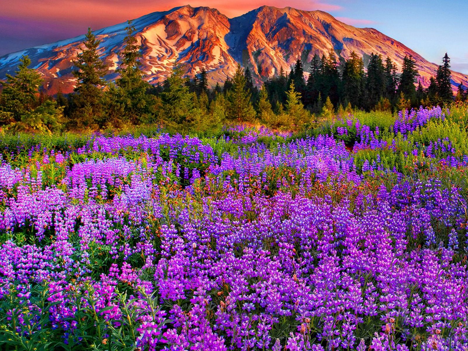 Landscape Purple Mountain Meadow With Flowers, Pine Trees, Mountains With Snow Red Cloud Beautiful HD Wallpaper For Deskx1200, Wallpaper13.com
