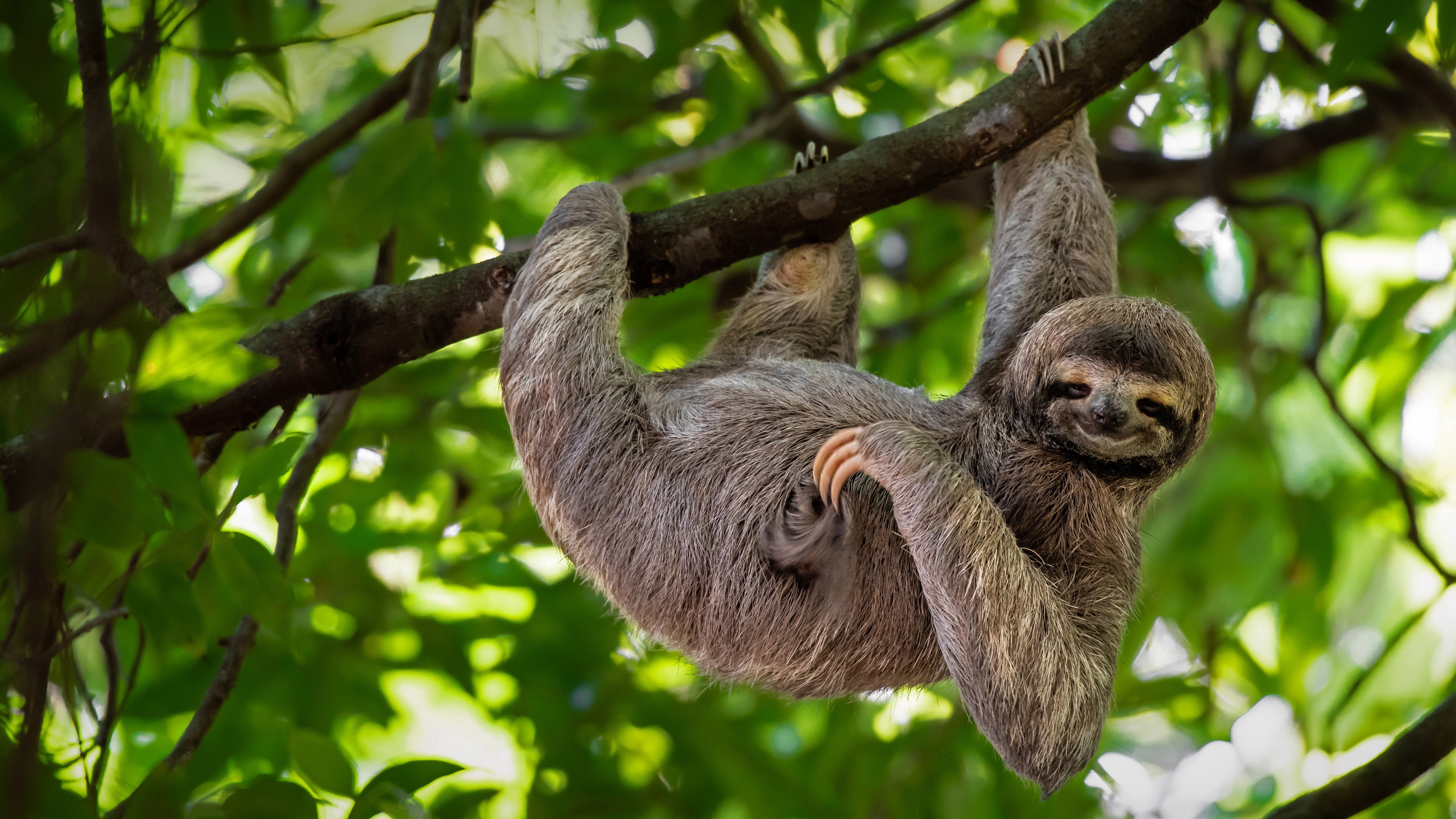 Animal Sloth 4k Ultra HD Wallpaper