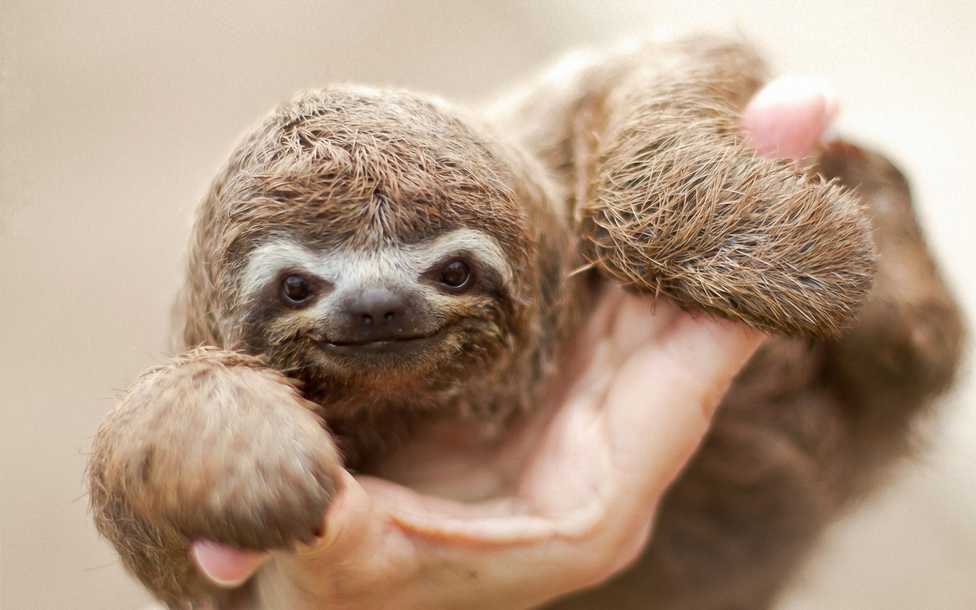 Download Animal Sloth HD Wallpaper