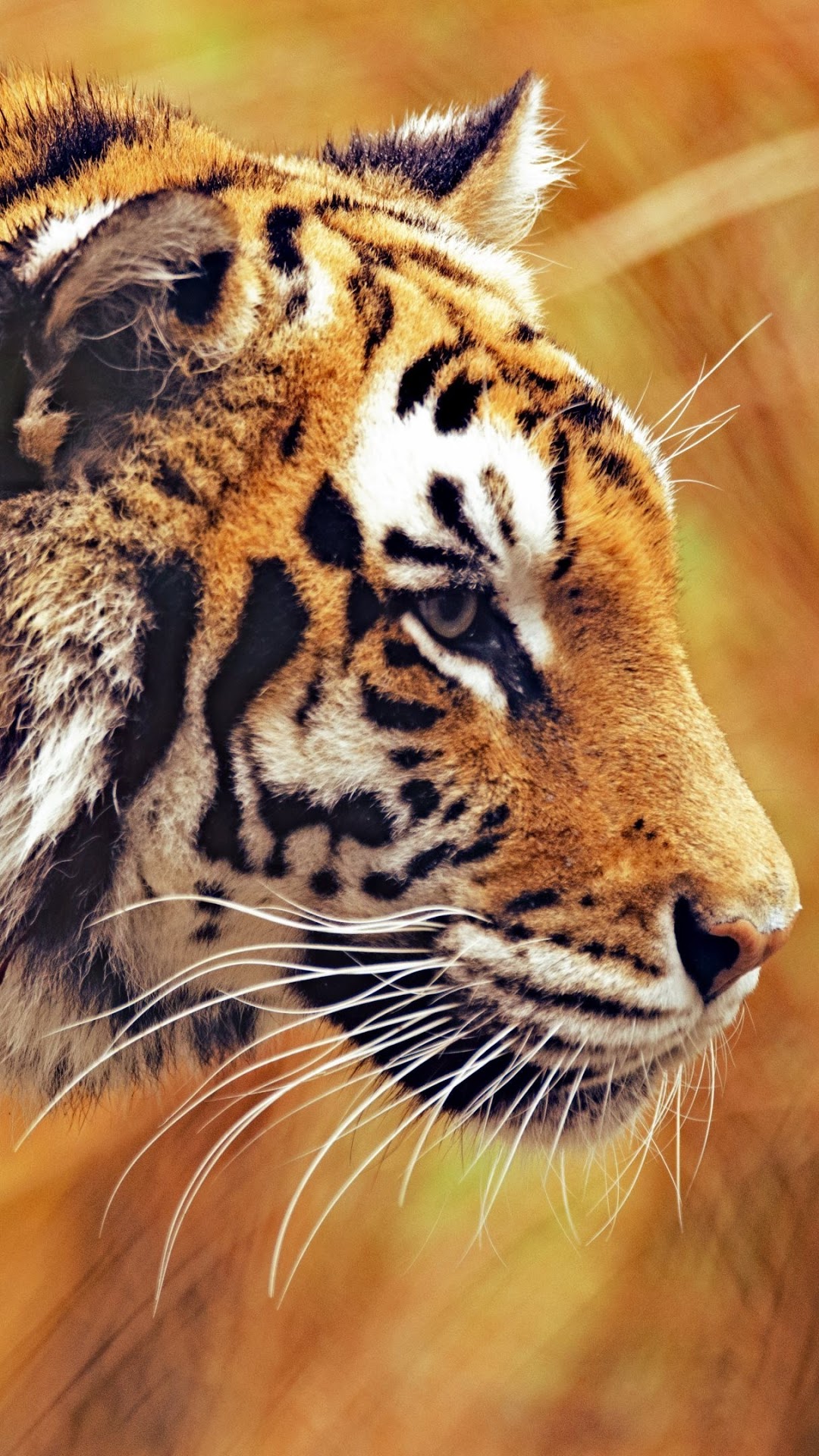 Tiger HD Gallery HD Wallpaper