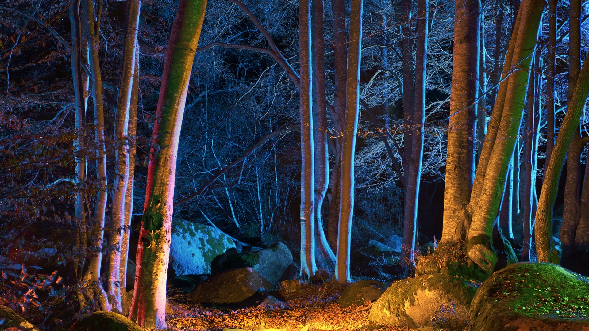 Wallpaper Forest, trees, autumn, night, lights 2560x1920 HD Picture, Image