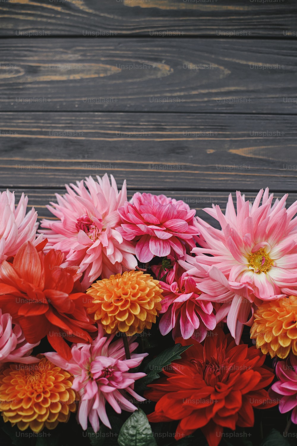 Autumn flowers on rustic wooden background flat lay with space for text. Seasons greeting card. Beautiful fresh red, pink and orange dahlias flowers on dark table. Autumn in countryside photo