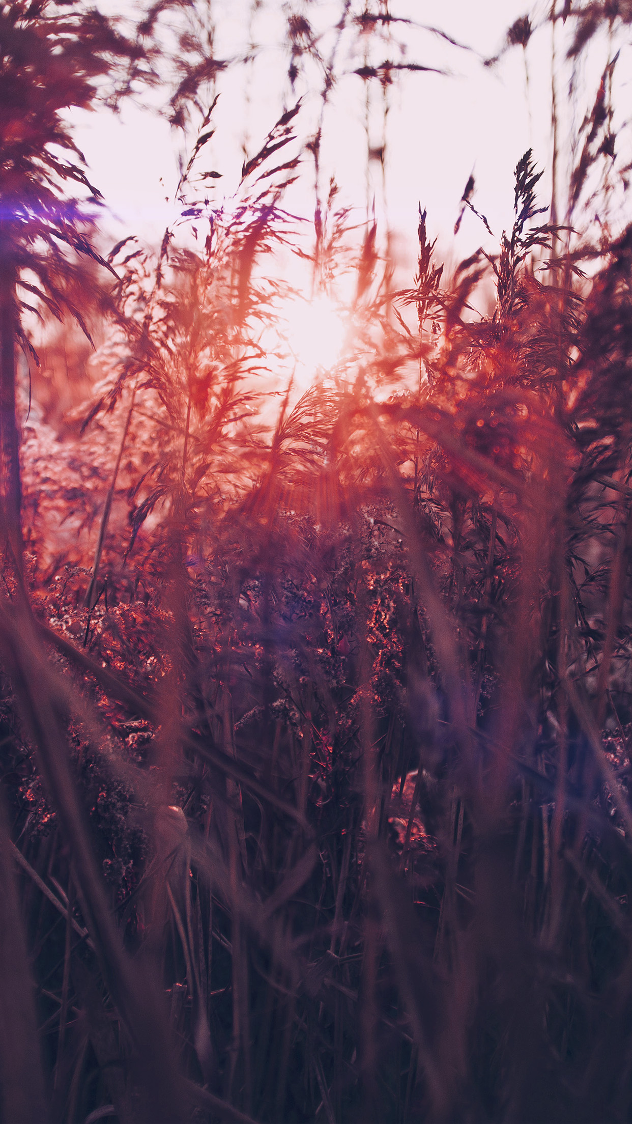 iPhone X wallpaper. sunset nature flower fall mountain field red flare