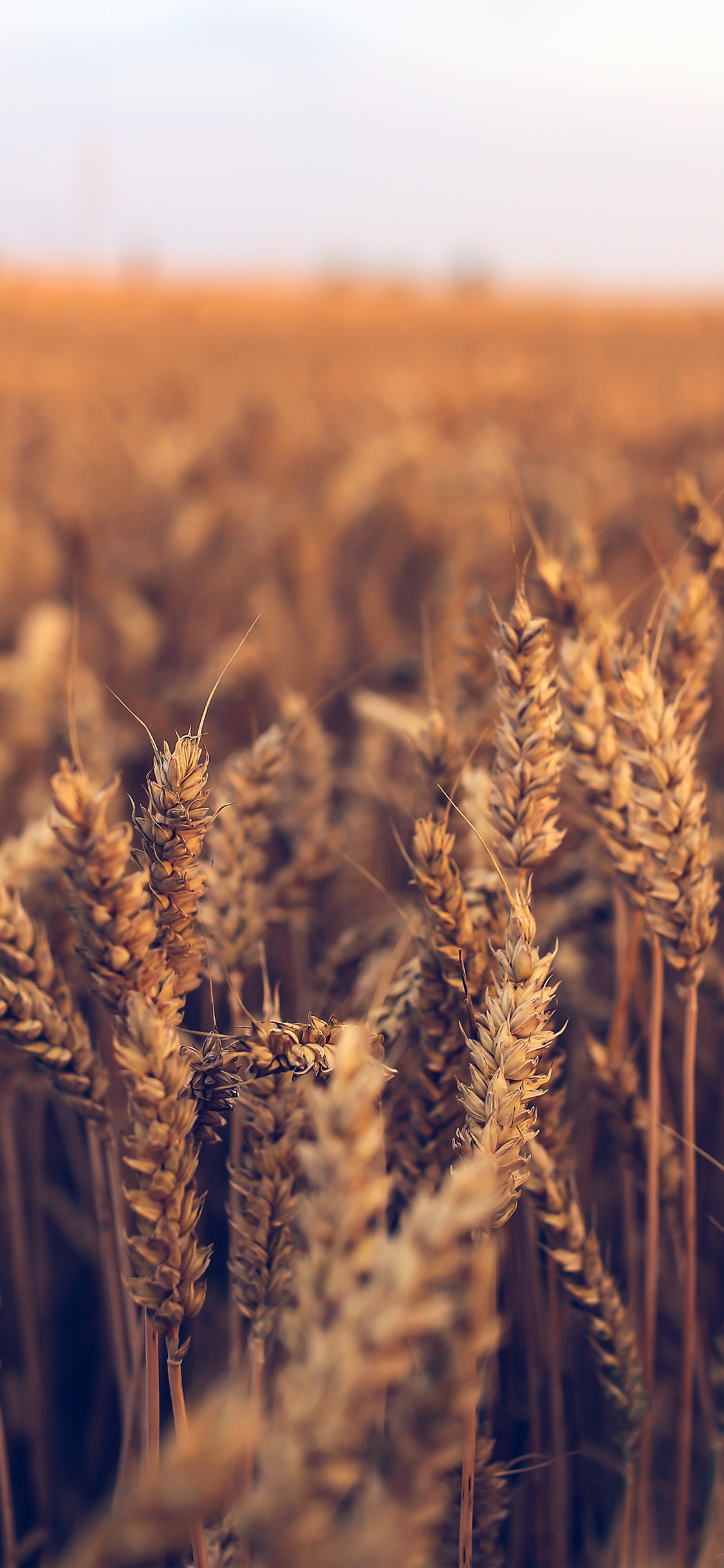 iPhone X wallpaper. nature reed field flower fall blue