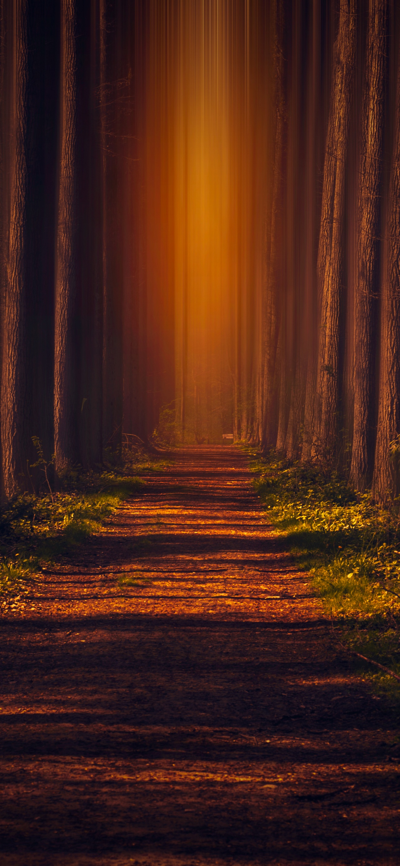 Pathway Wallpaper 4K, Autumn Forest, Leaves, Trees