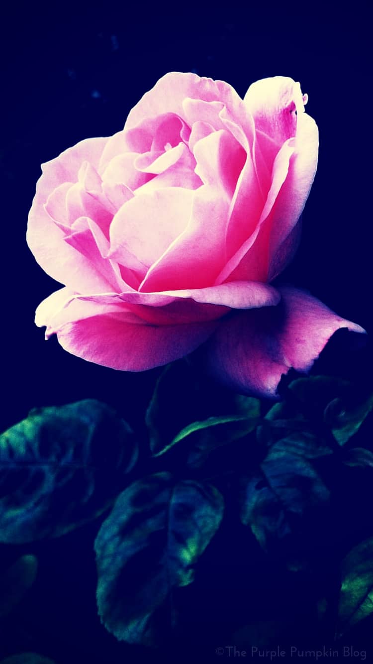 Floral iPhone Wallpaper