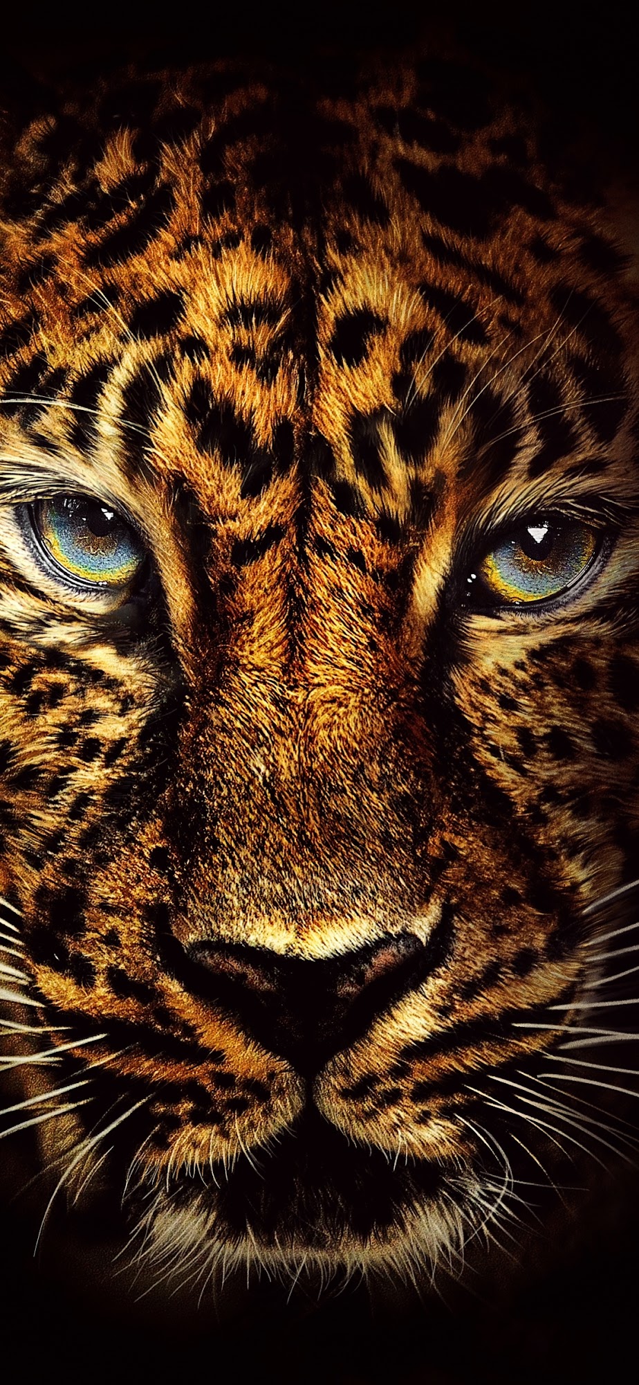 Jaguar Face Mobile Wallpaper Mobile Walls